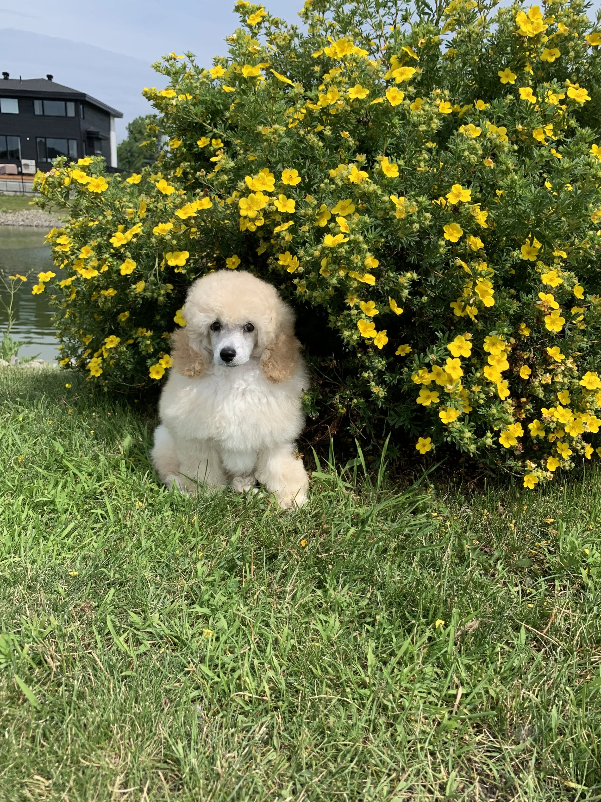 A cute cream-colored poodle puppy sitting on green grass in front of a large yellow flowering shrub with a house and body of water in the background.