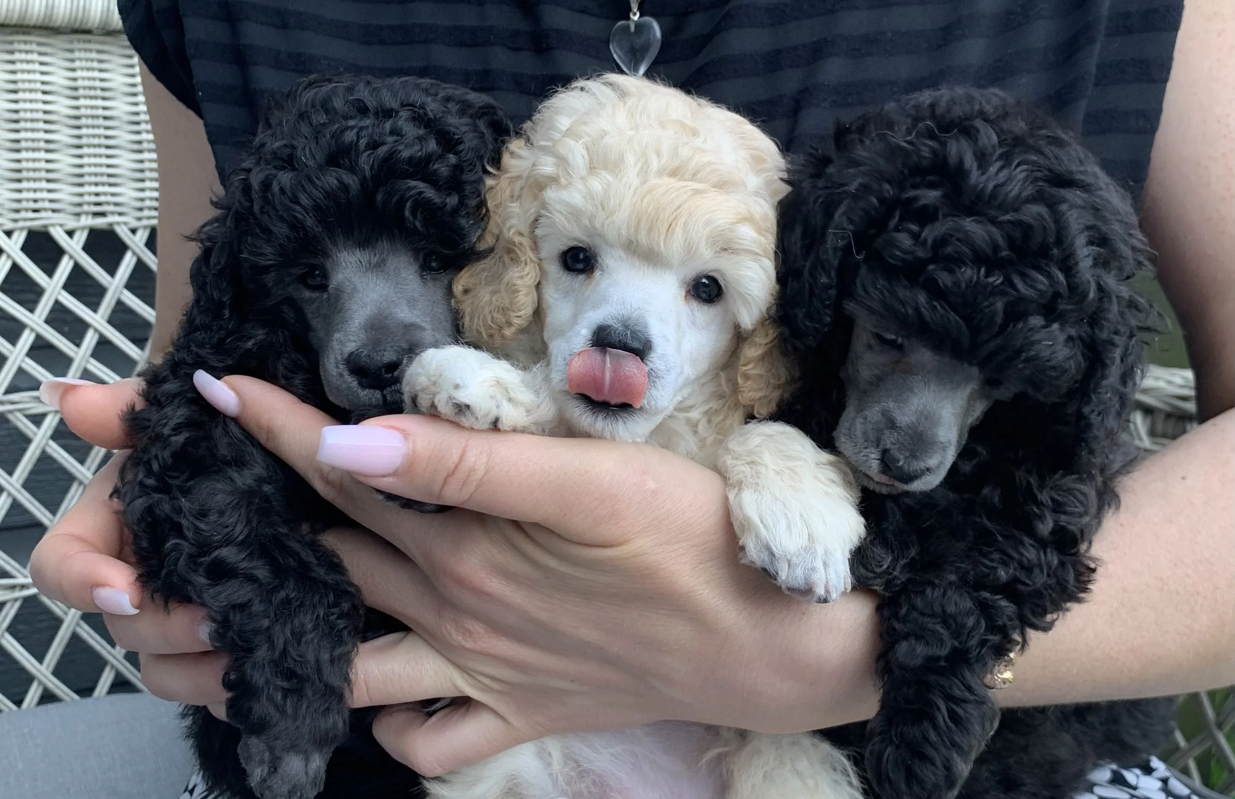 Three adorable puppies, two black with curly fur and one cream-colored with floppy ears, sitting together in a person's hands.