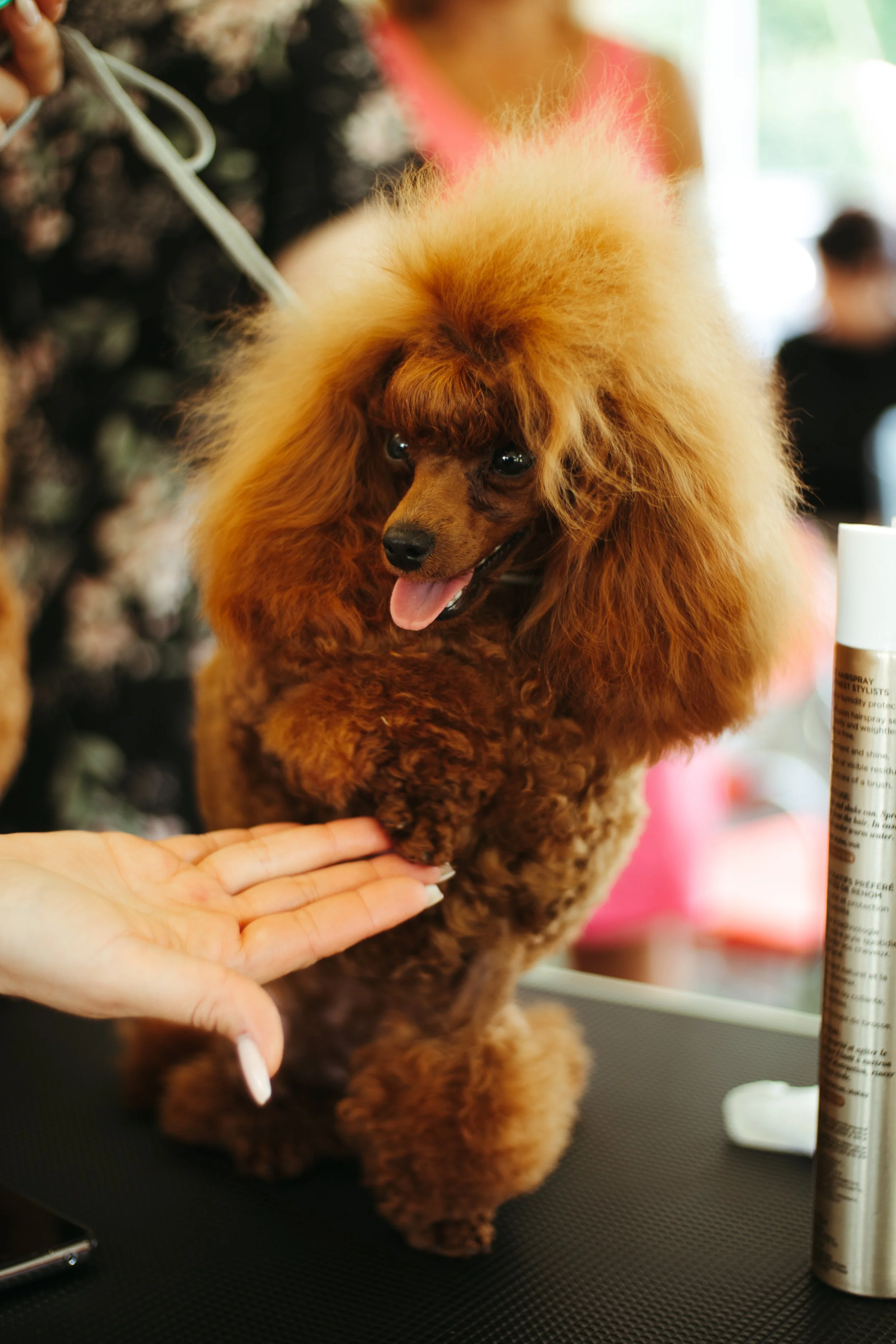A brown poodle with a fluffy groomed coat is being groomed on a grooming table, with a person's hand touching its paw.