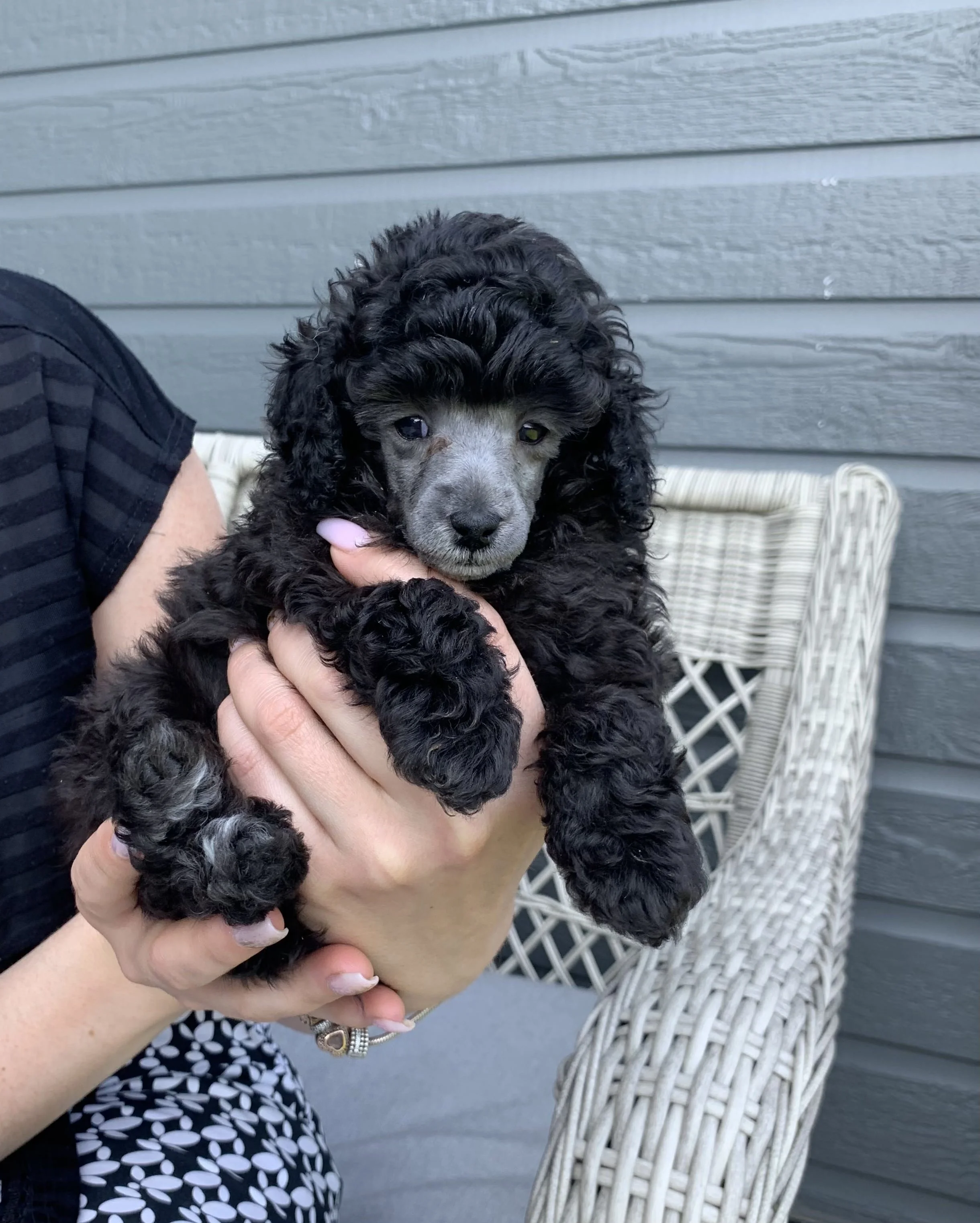 Person holding a black puppy with curly fur in front of a grey wooden wall and a white woven chair.