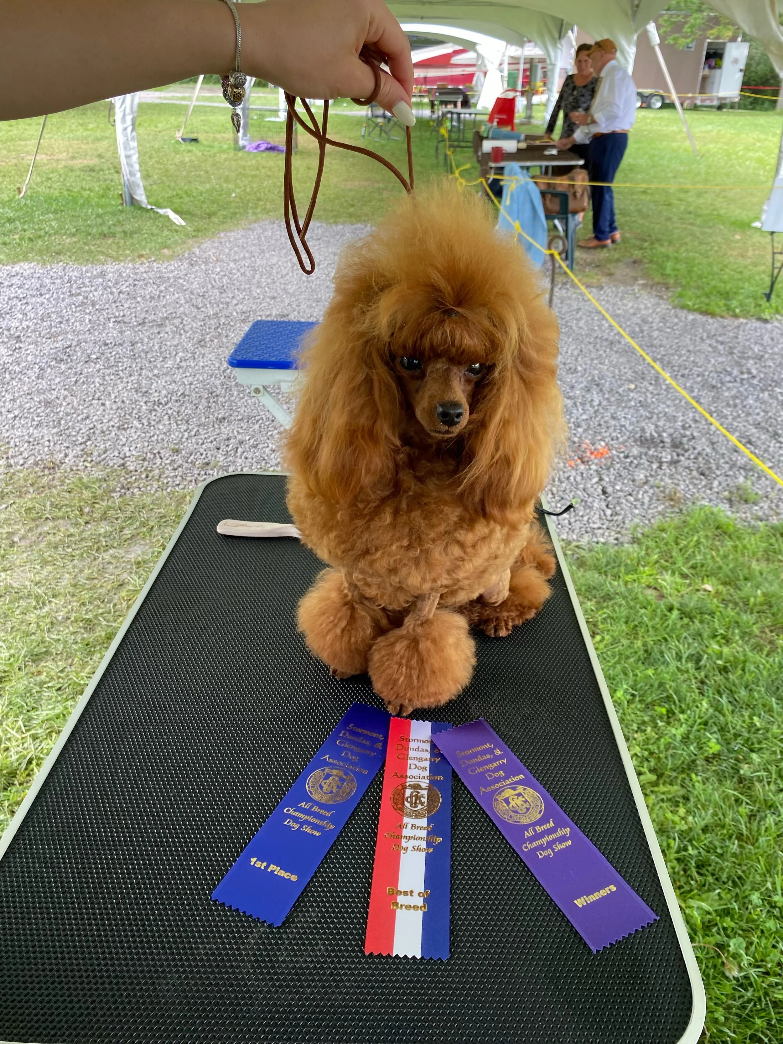 Award-winning brown poodle with championship ribbons at Montreal dog show.