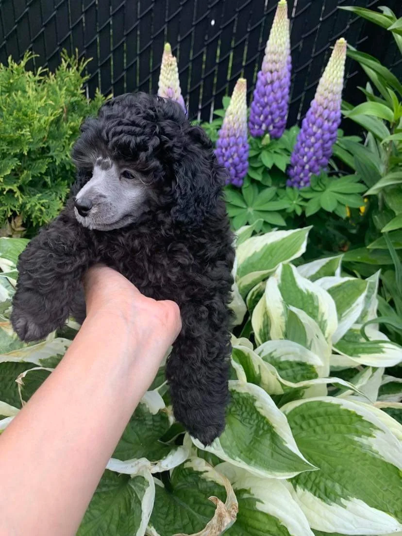 Black toy poodle puppy outdoors among garden flowers.