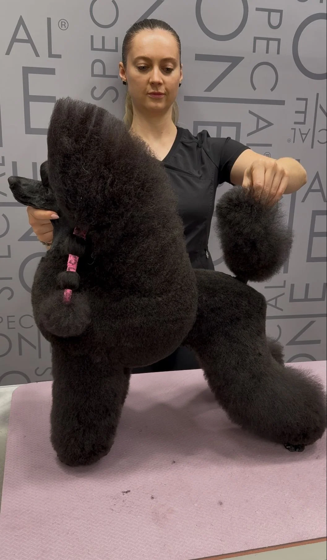 A woman grooming a large, black poodle on a grooming table.