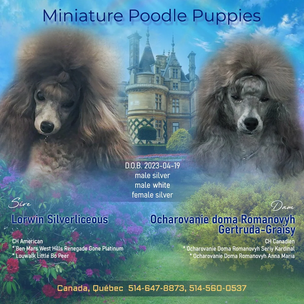 A digital collage featuring two miniature poodle puppies with a mansion in the background, surrounded by colorful flowers and greenery, with text providing details about the puppies and their lineage.