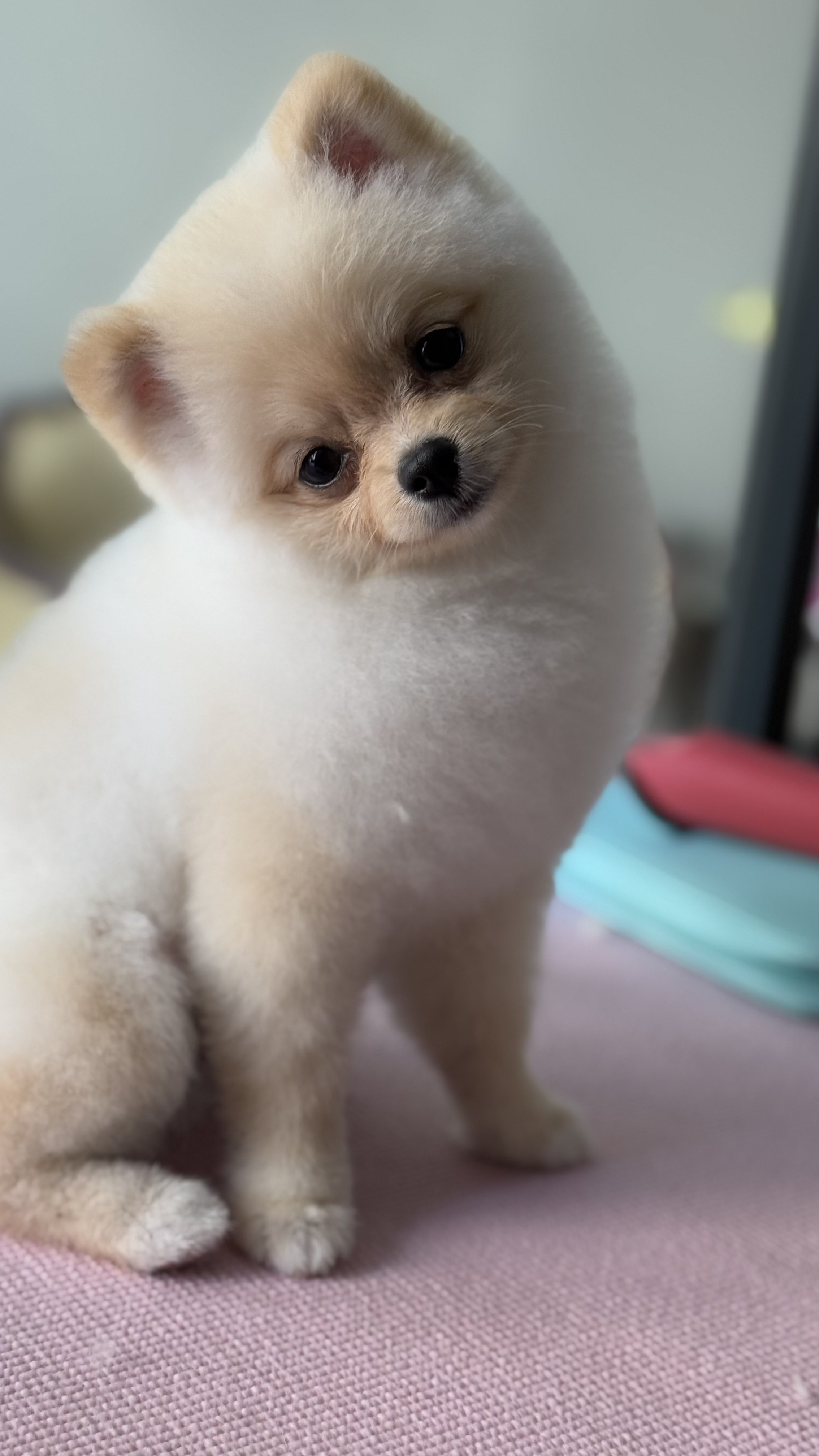 A adorable small puppy, possibly a Pomeranian, sitting on a pink surface with a soft expression.