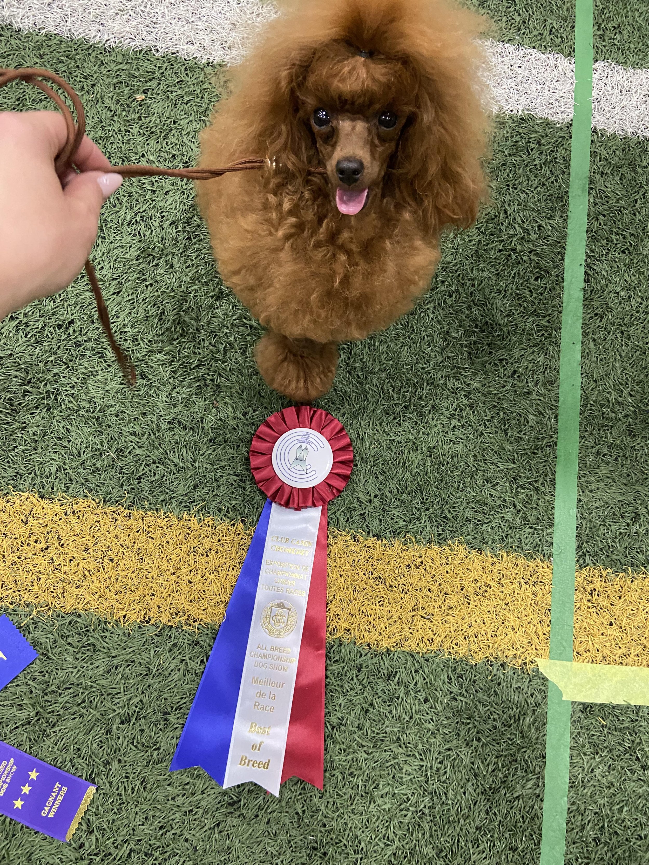 A brown poodle with curly fur standing on an artificial grass surface with yellow and green lines, displaying a large red, white, and blue award ribbon around its neck in a dog show.