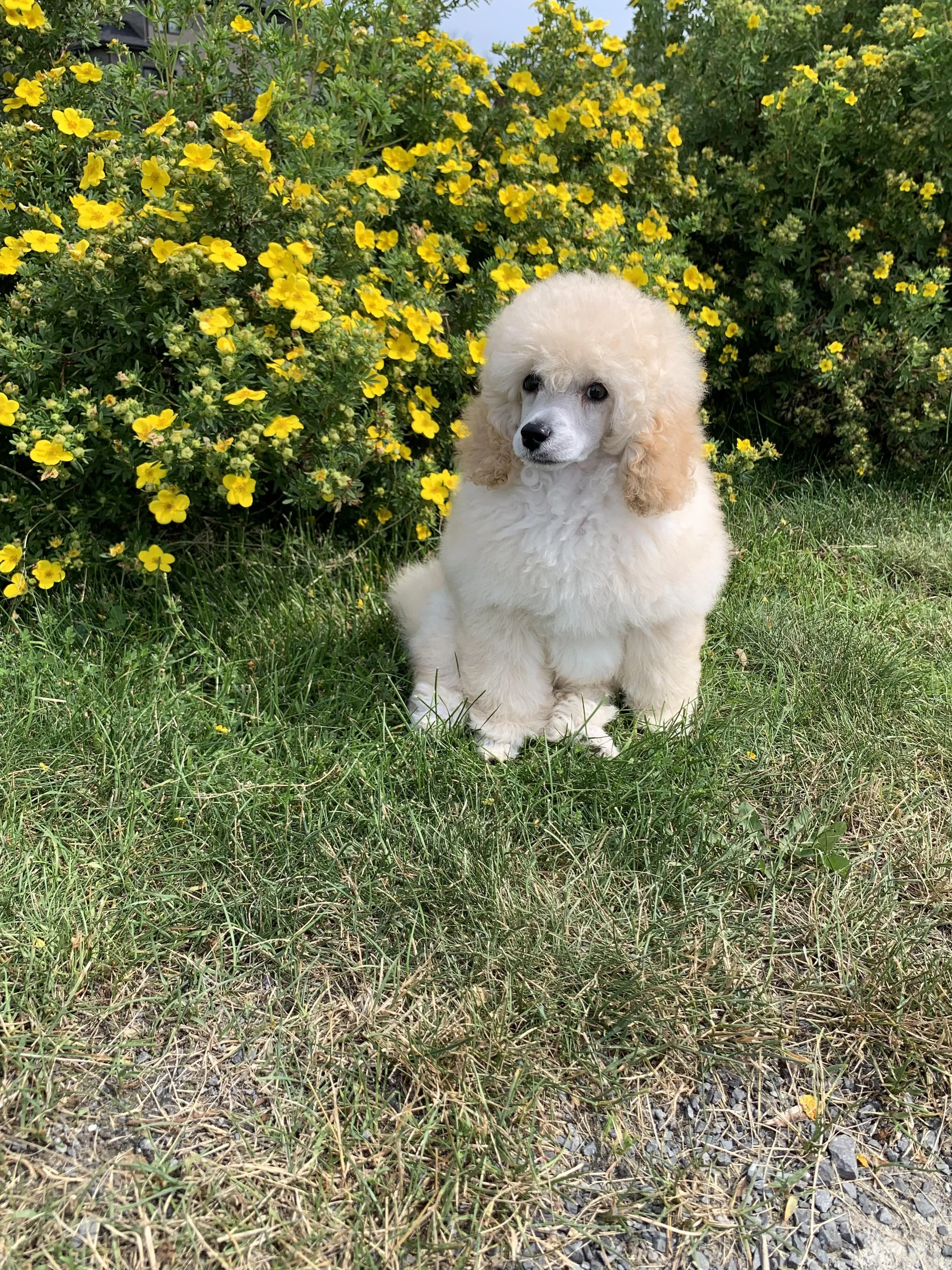 A small poodle puppy with curly cream fur sitting on grass, with yellow flowers and green bushes in the background.