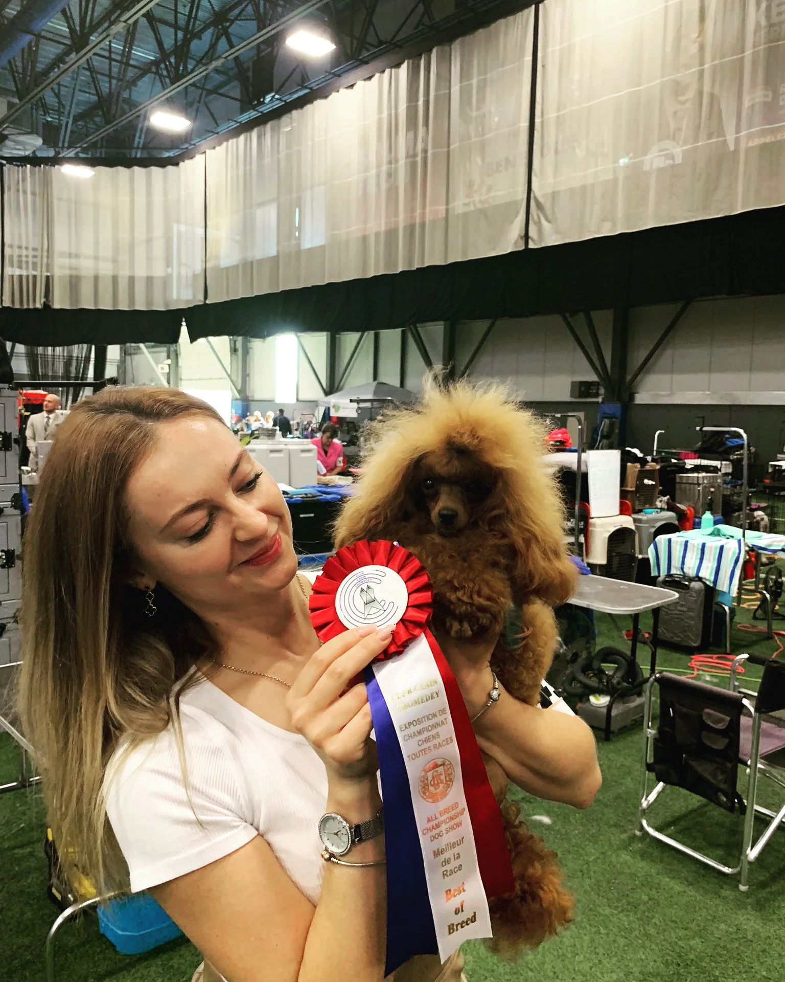 Award-winning poodle at indoor dog show in Montreal.