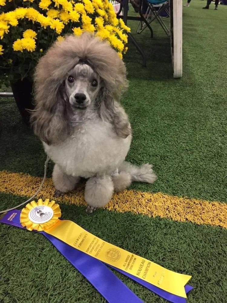 Champion poodle with show trim and award ribbon at Montreal dog competition.