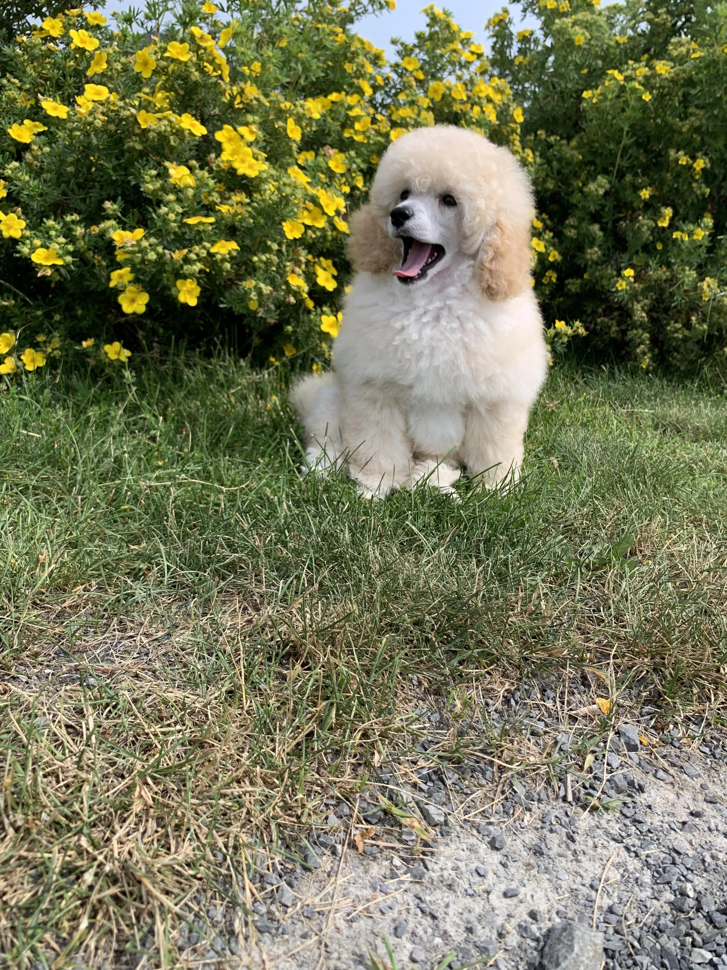 A cream-colored poodle puppy sitting on grass with yellow flowers in the background.