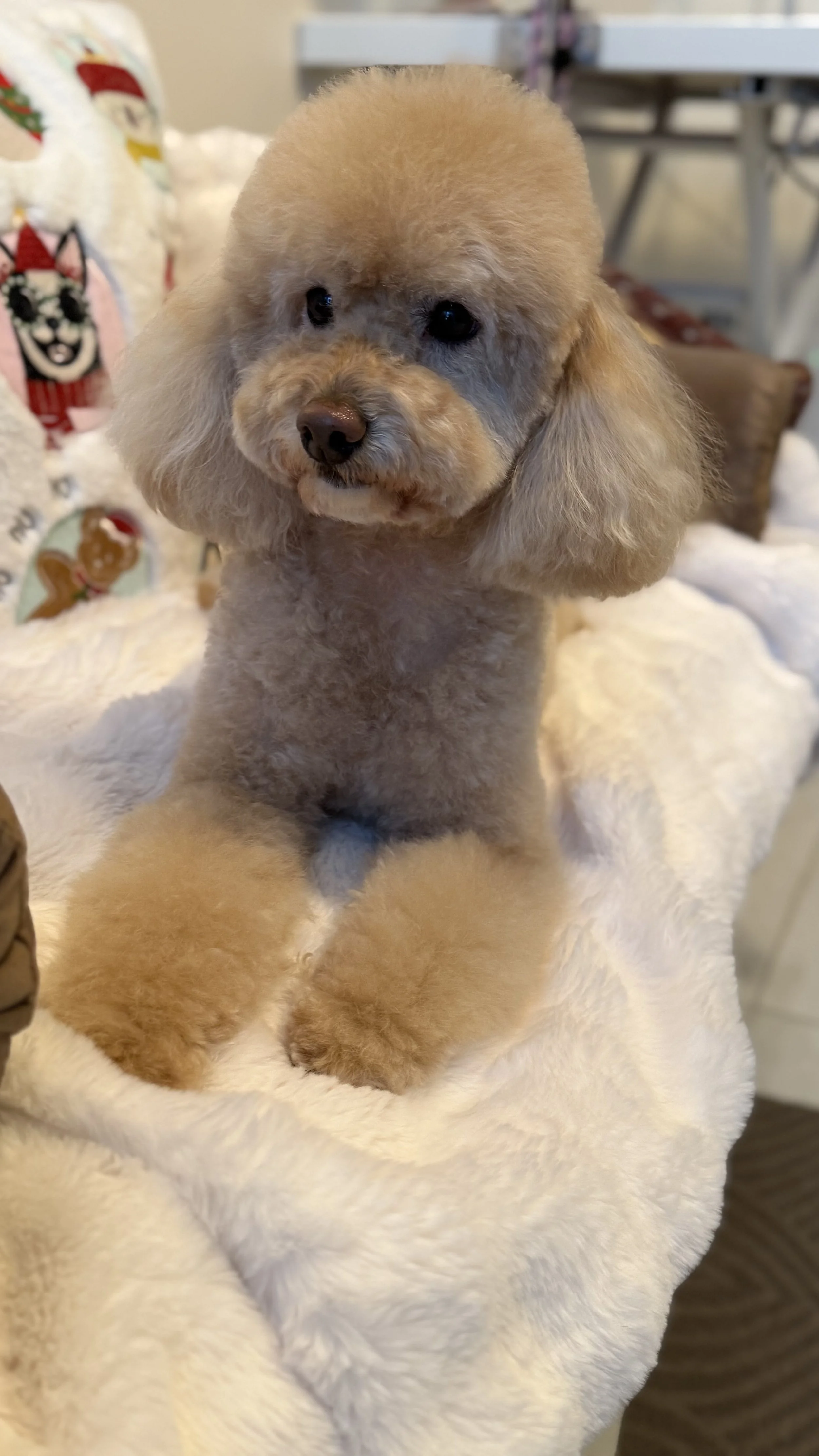 An adorable beige poodle puppy sitting on a soft white blanket, with a blurred background that includes holiday-themed plush decorations.