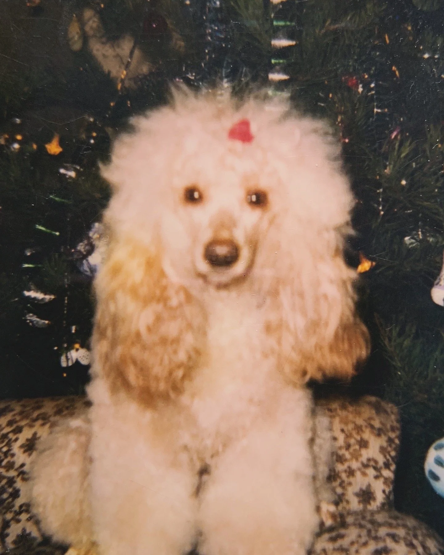 A fluffy light-colored dog, likely a golden retriever or similar breed, sitting in front of a decorated Christmas tree with colorful ornaments. The dog is looking directly at the camera.