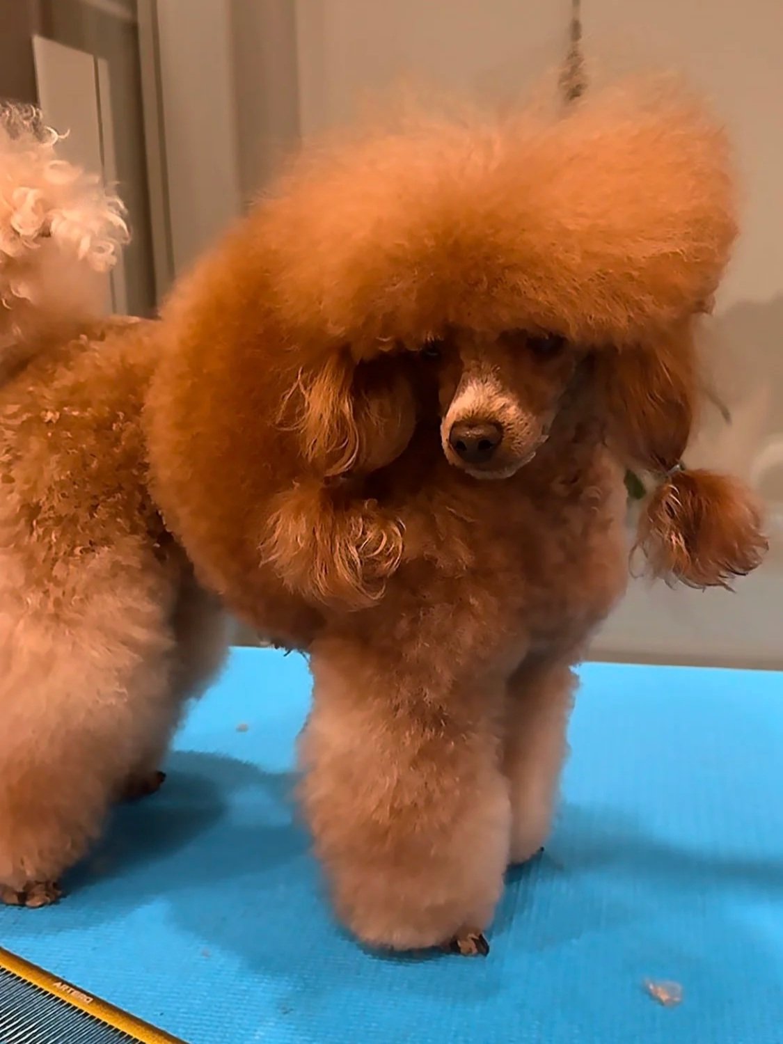 A poodle with a trimmed body and fluffy head and ears, standing on a blue mat inside a room.