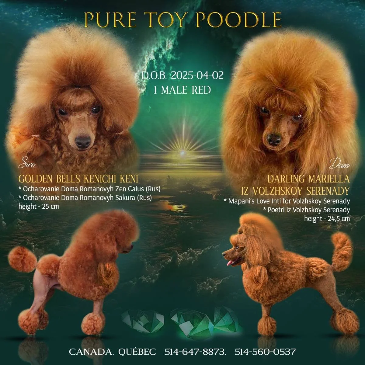 A promotional poster for a pure toy poodle dog breed, showing two poodles with styled fur, one on the left and one on the right, with detailed information about each dog, including names, breeders, and height. The background depicts a scenic view of 