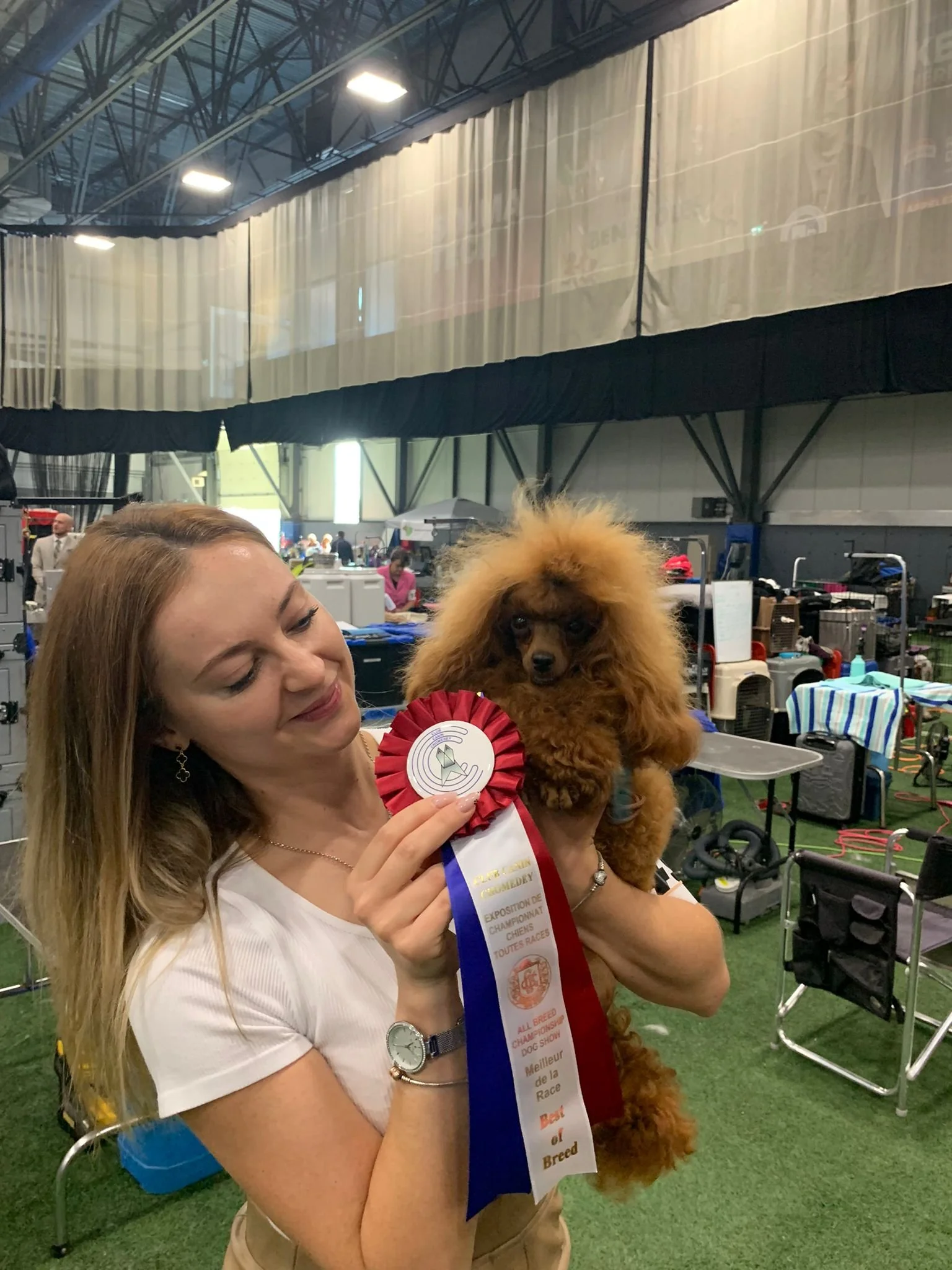 Award-winning toy poodle at Montreal dog show.