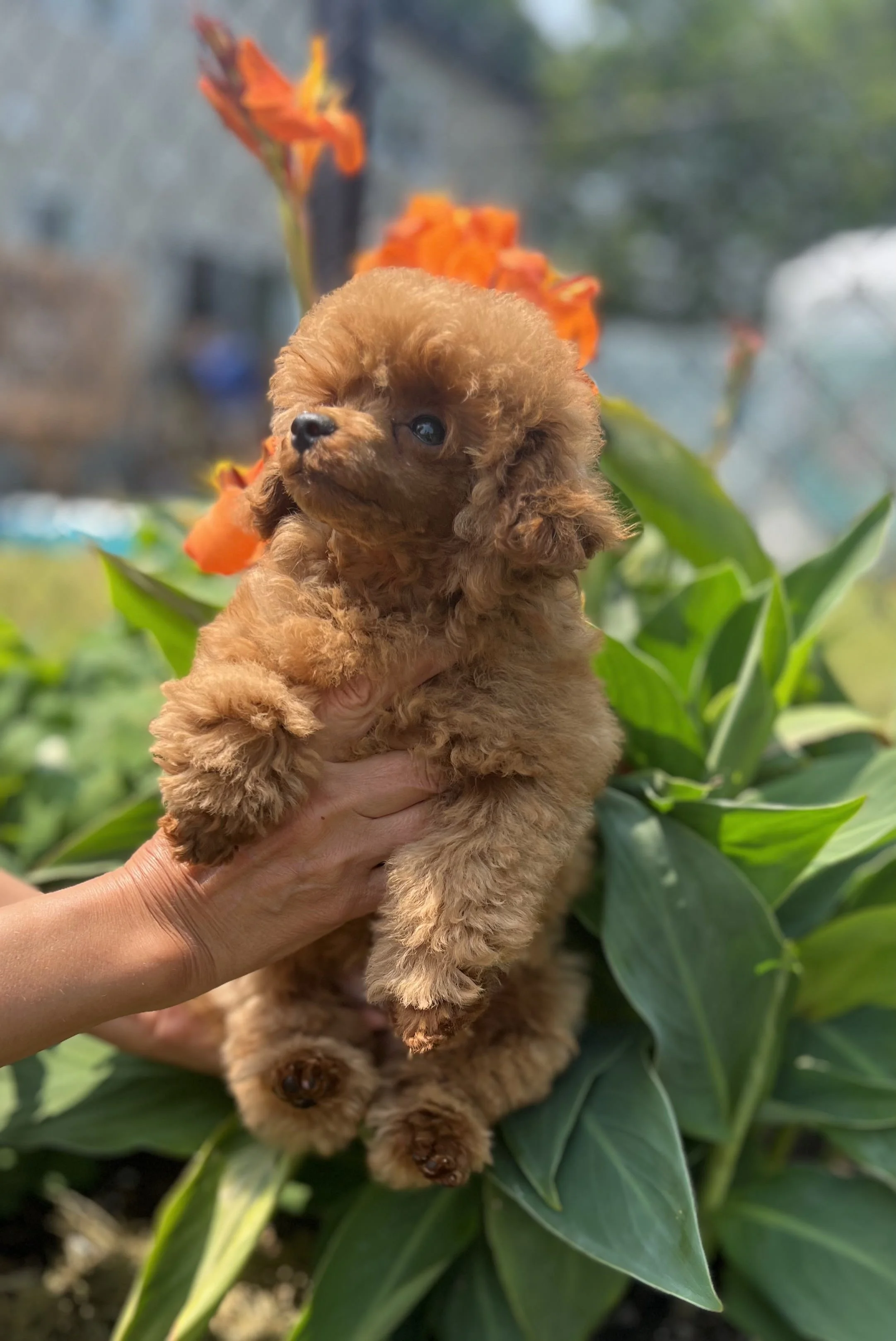 Small brown puppy being held up in front of greenery and orange flowers.