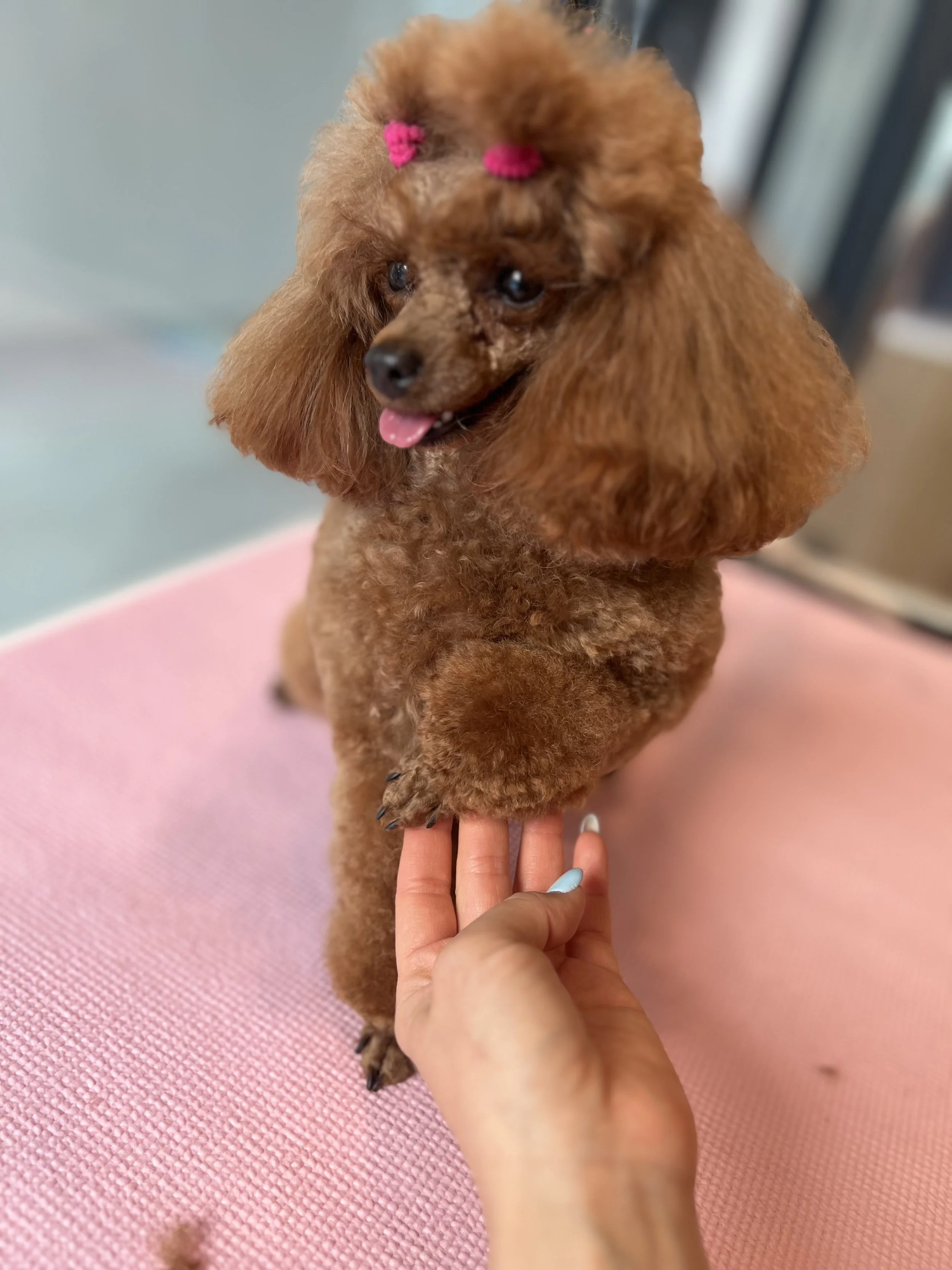 A small brown poodle with curly fur and decorated with two pink bows on its head, sitting on a pink mat while a person holds one of its paws.