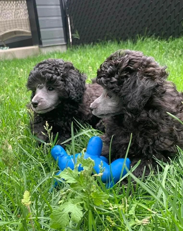 Two black poodle puppies sitting on green grass with a blue rubber toy between them.