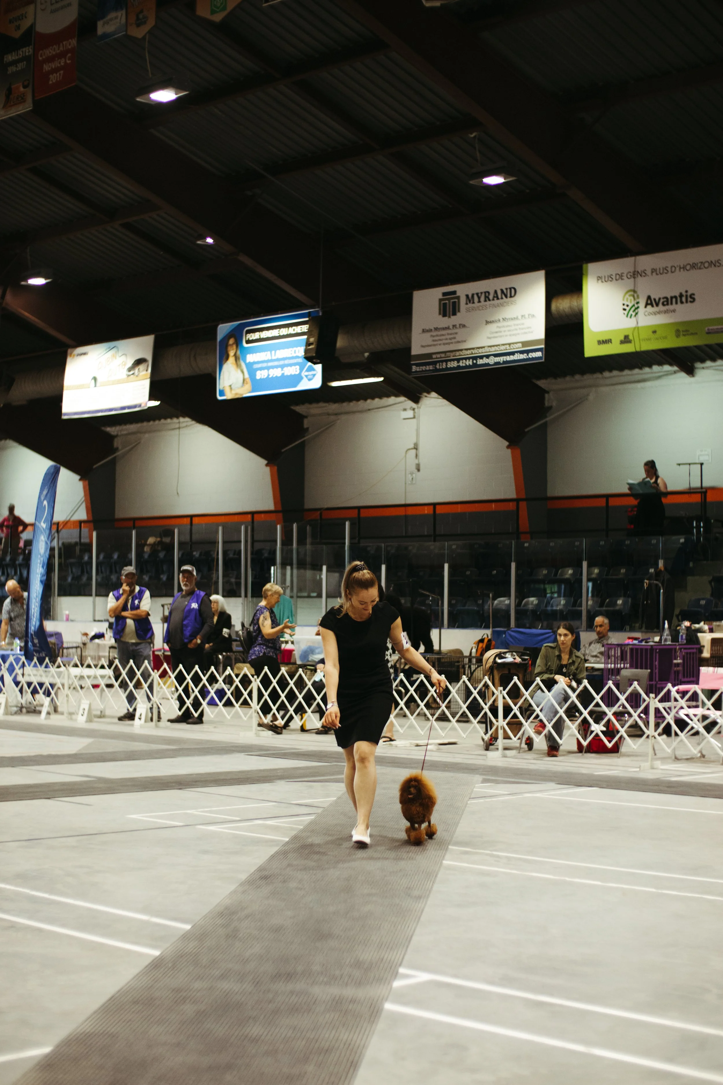 Toy poodle being shown at indoor dog competition in Montreal.
