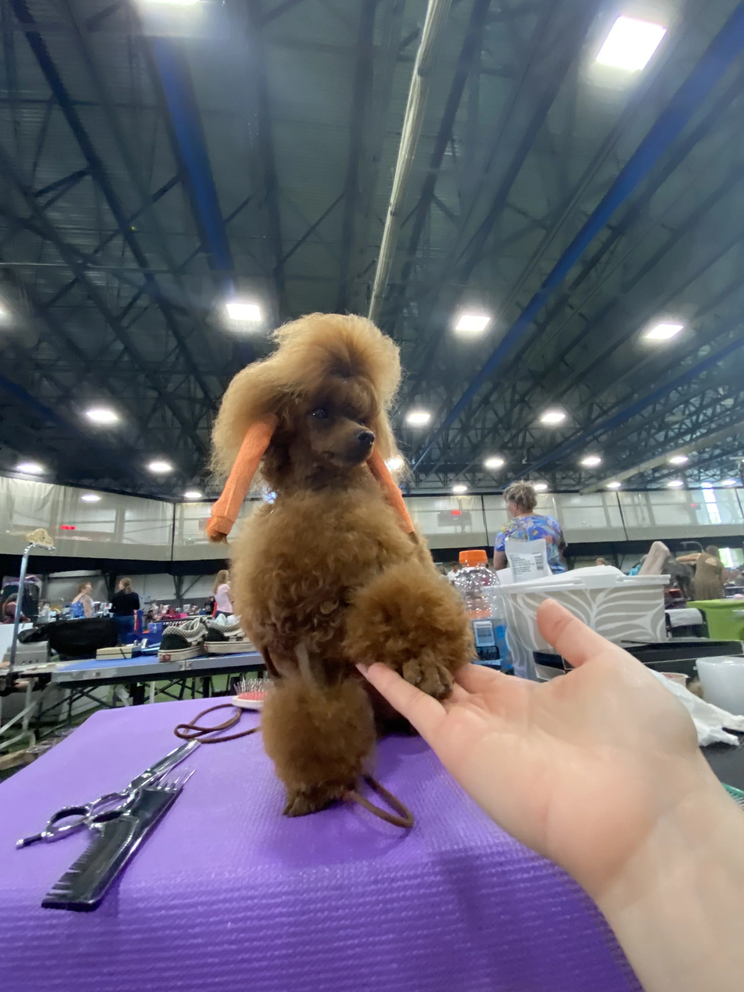 Brown poodle with show trim at indoor grooming competition.