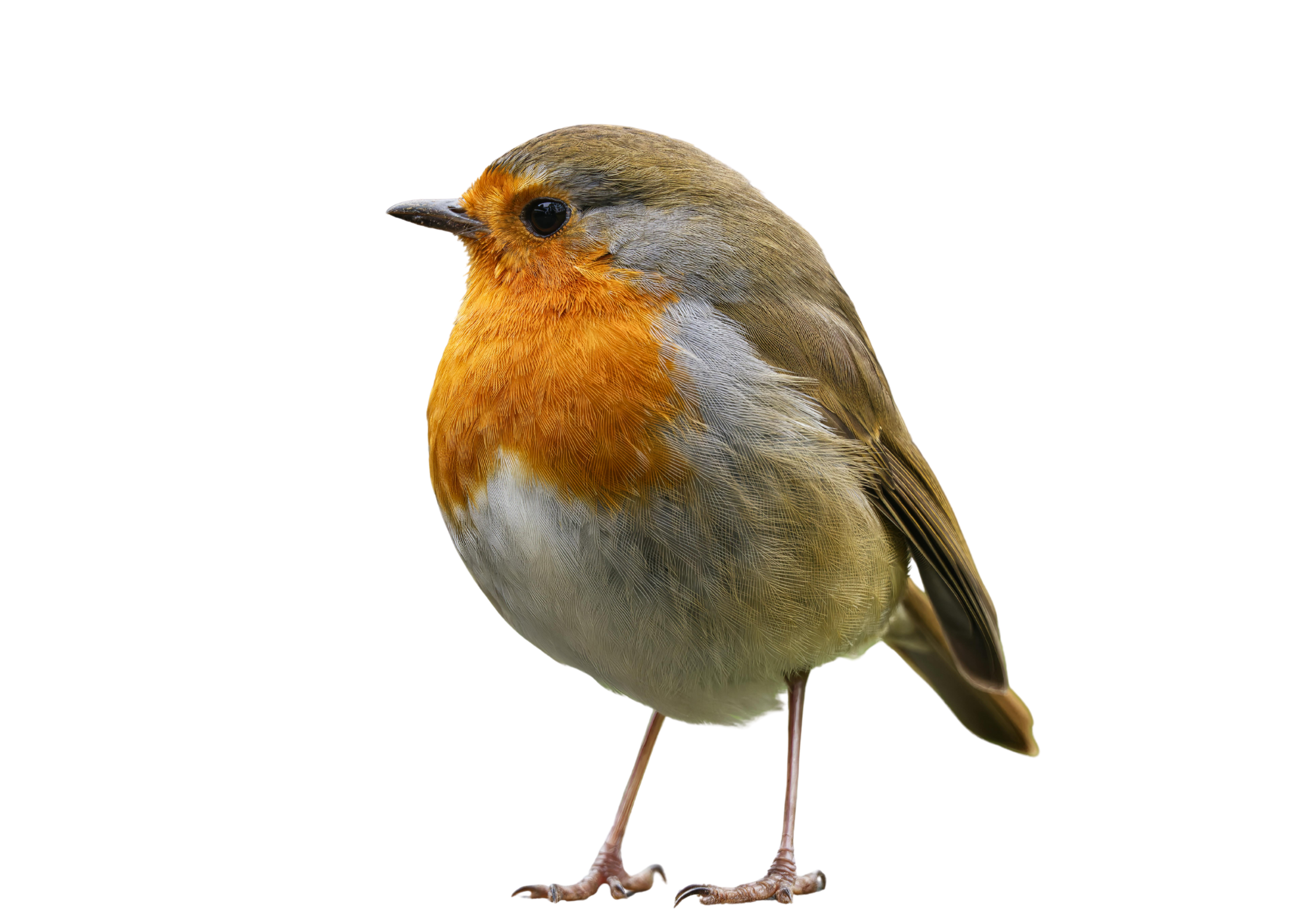 A detailed image of a small bird with a bright orange breast, grayish head, and brown wings, standing on a surface.