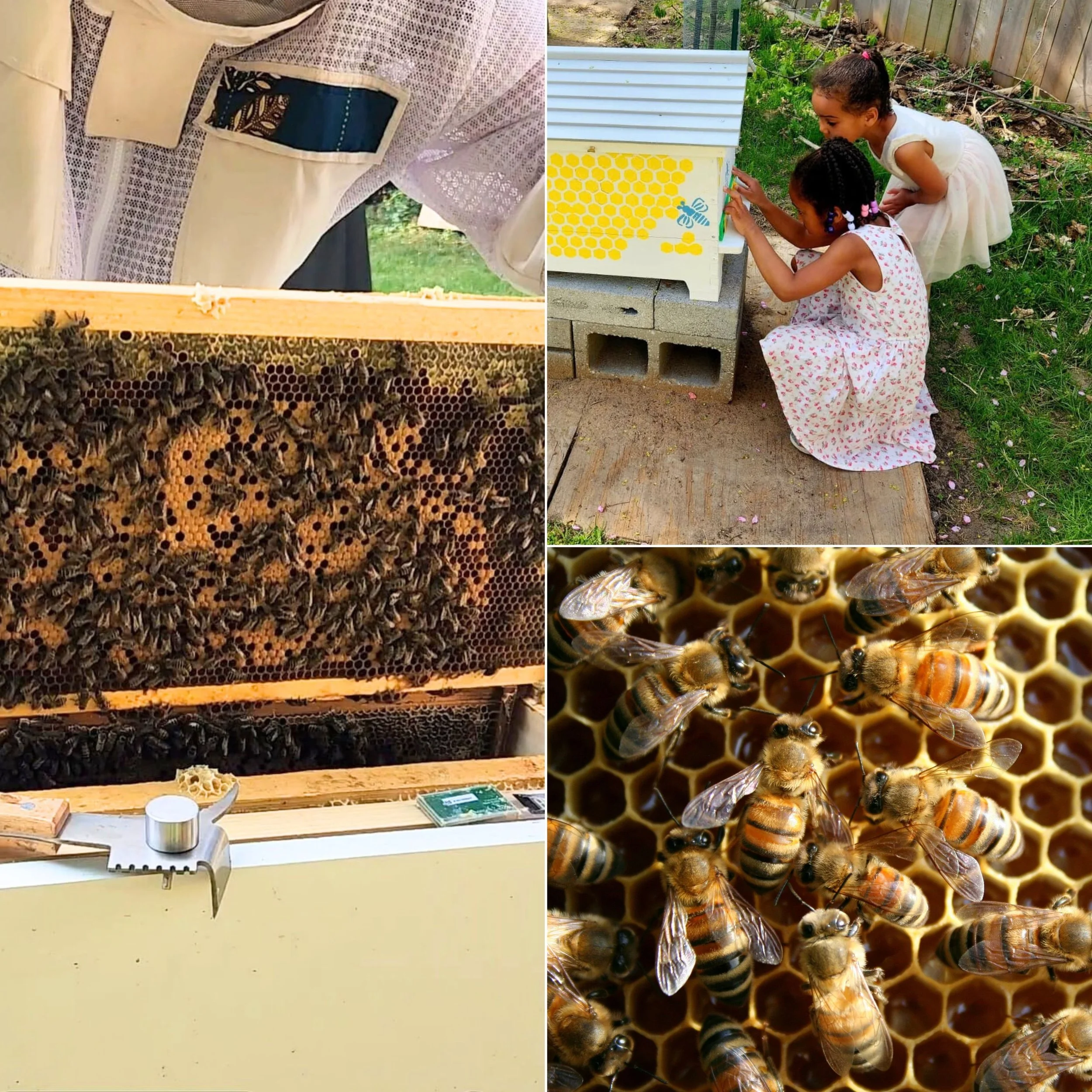 Things I’d Do Again as a First-Year Beekeeper
