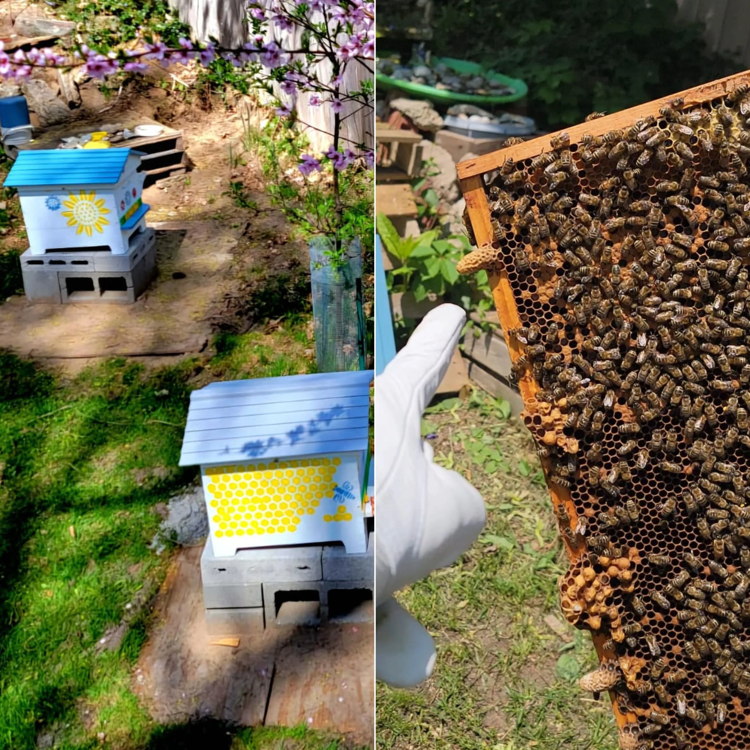 Things I’d Do Differently as a First-Year Beekeeper