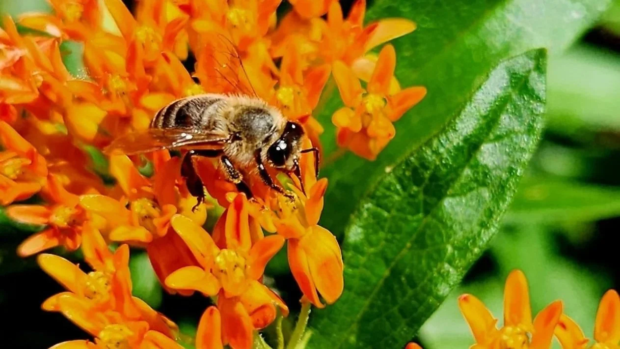 FAQs - Getting Started in Beekeeping