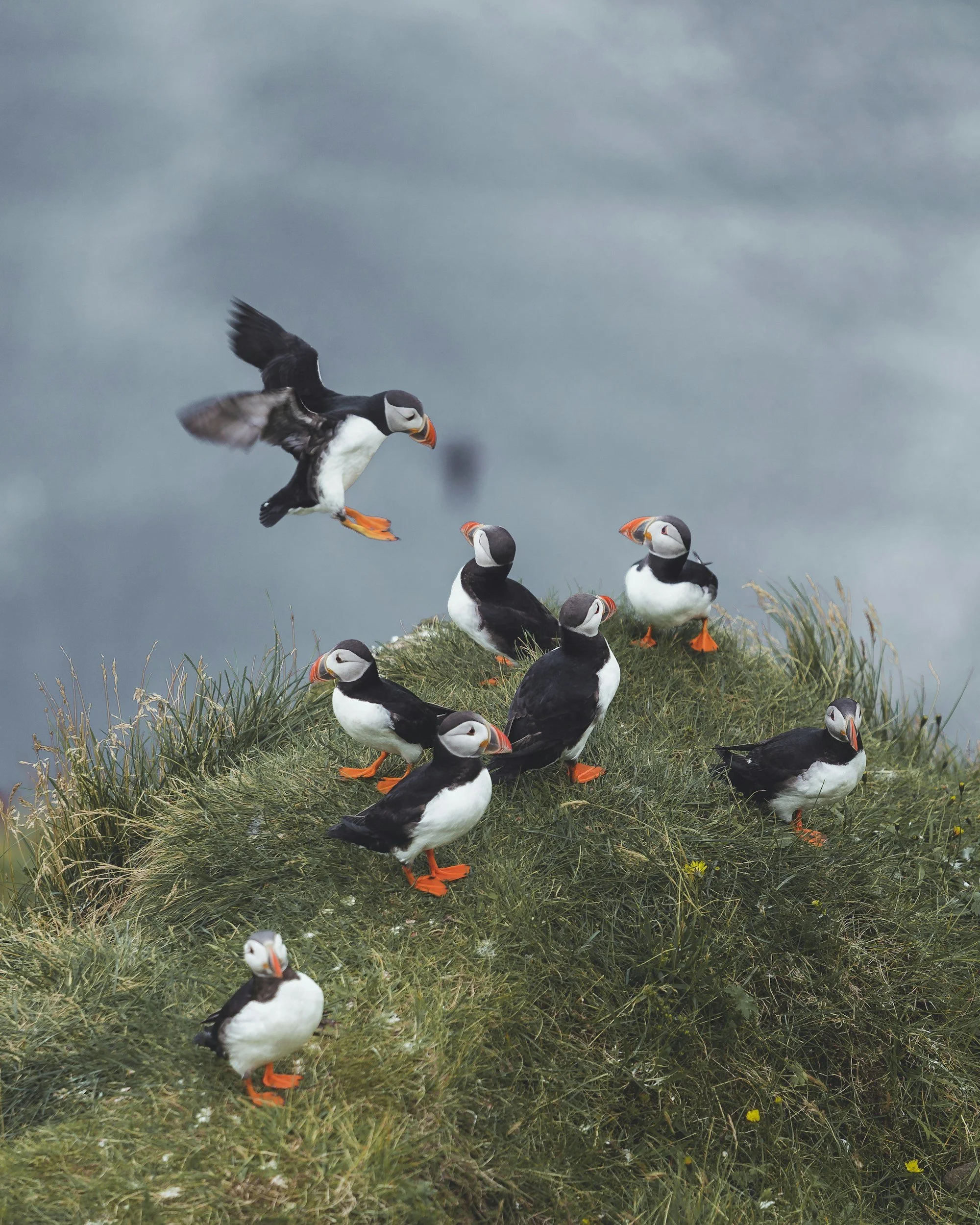 A group of puffins on a grassy cliff, with one puffin in flight above the others, set against a cloudy sky and a body of water in the background.