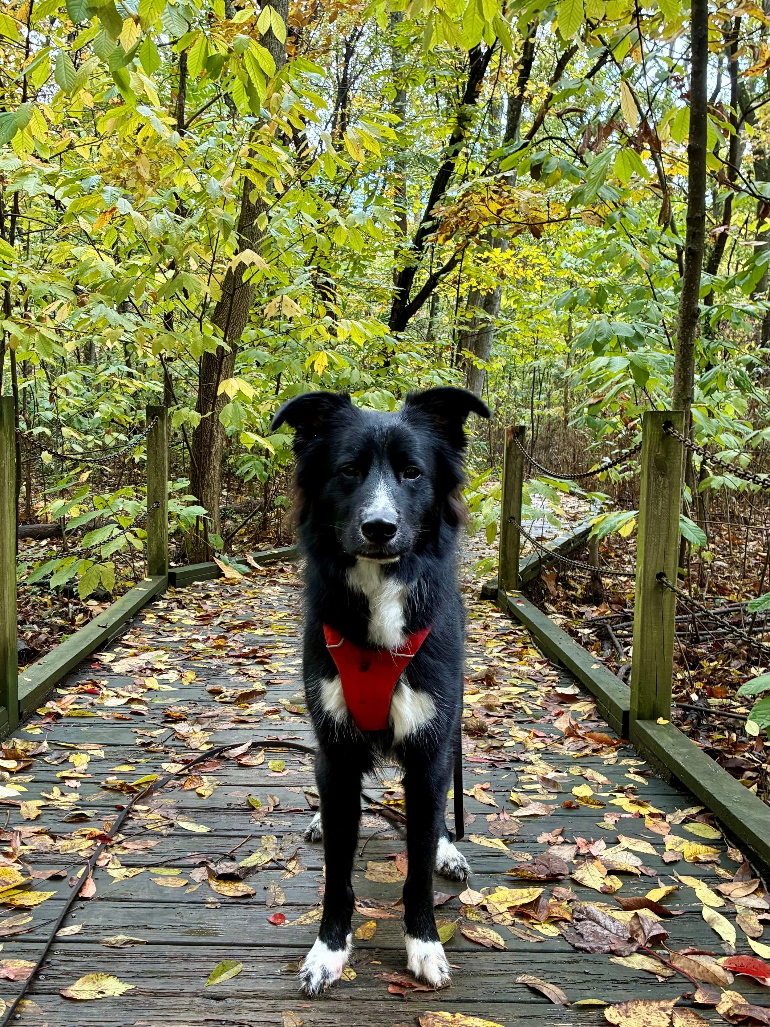 A black and white dog stands on a wooden walkway in a forest with fallen autumn leaves around.