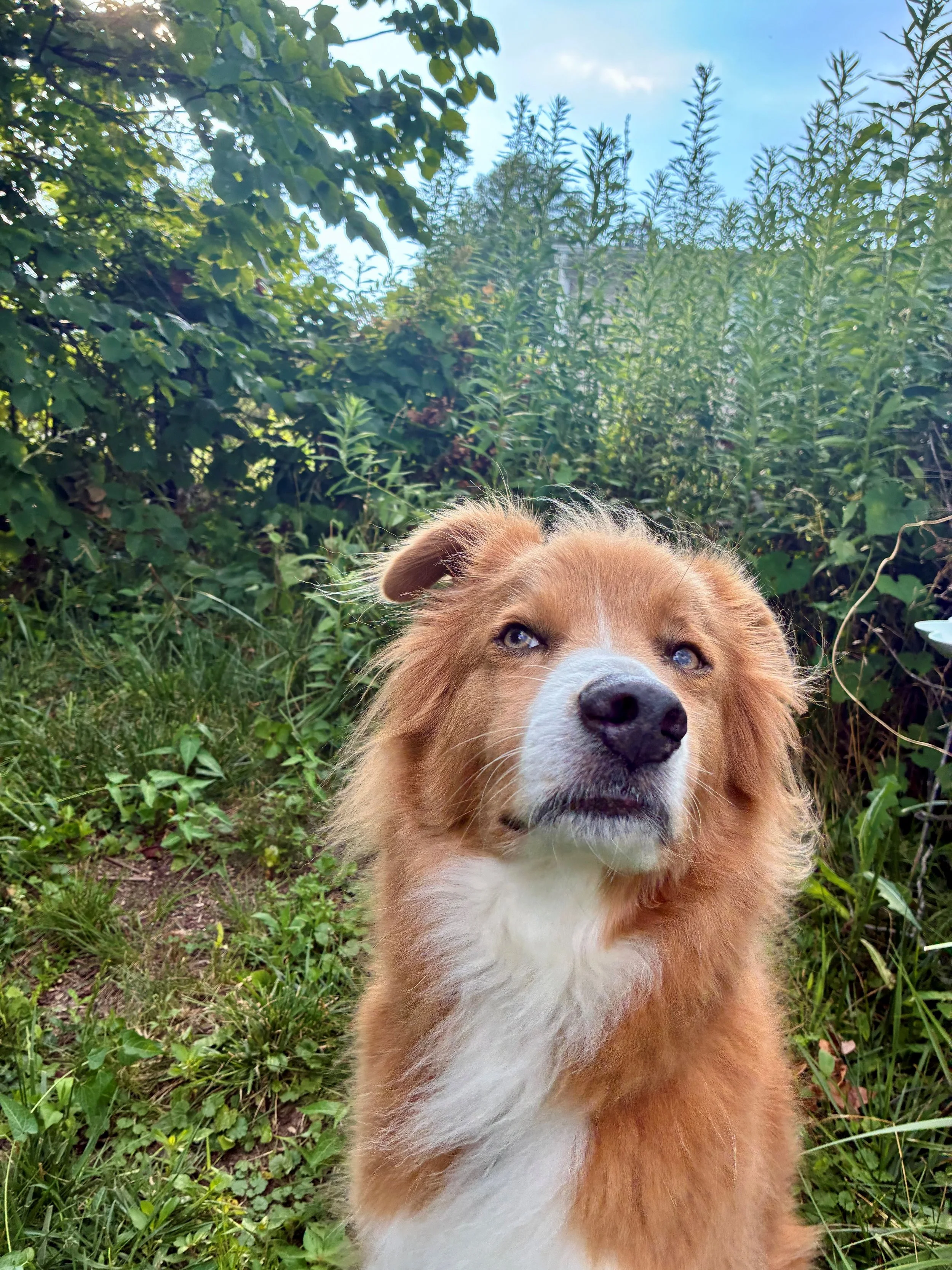 Close-up of a dog with red and white fur, amber eyes, sitting among green leafy bushes, under a partly cloudy sky.