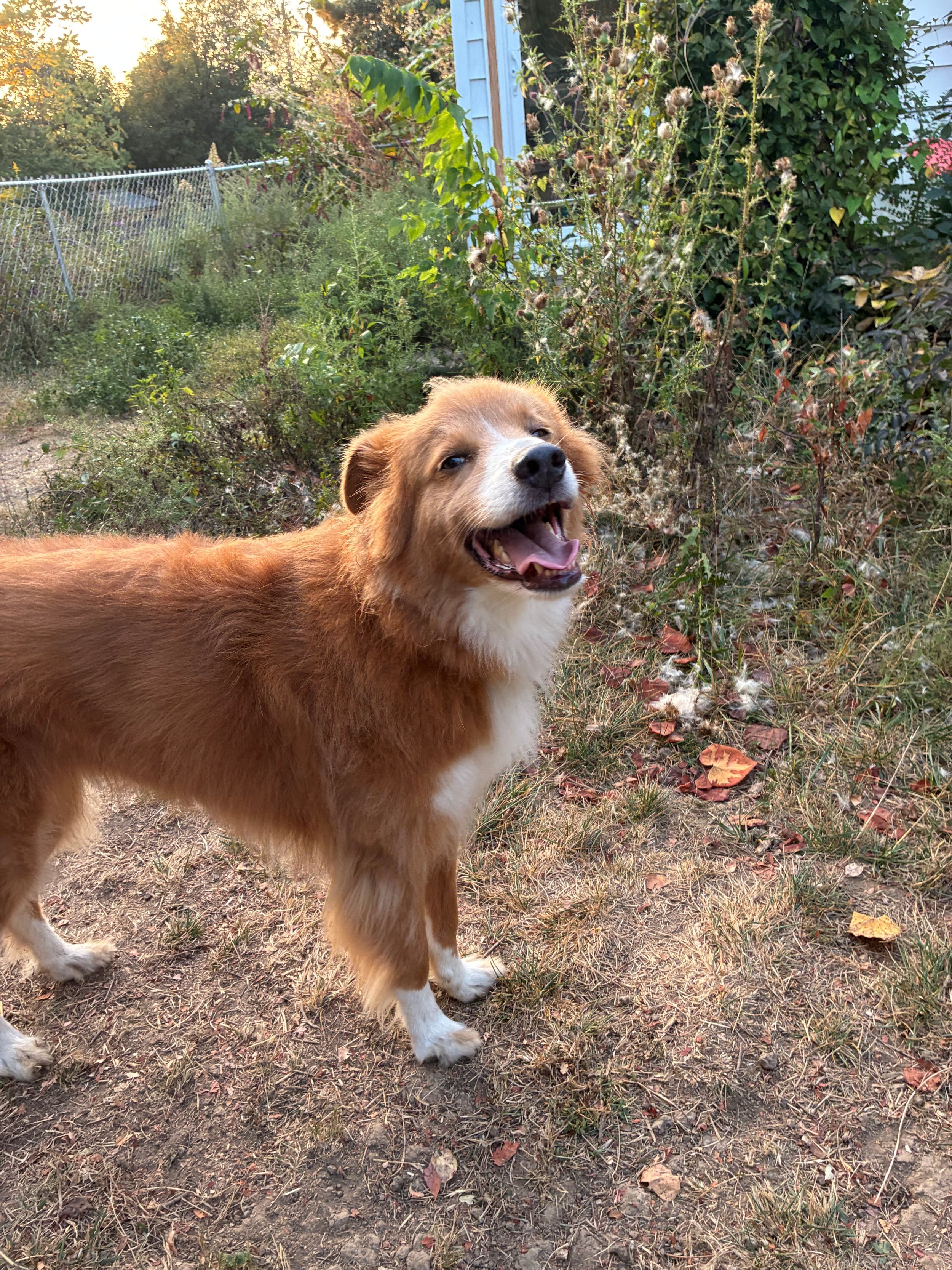 A happy, red and white dog standing in the grass, with the sun setting in the background.