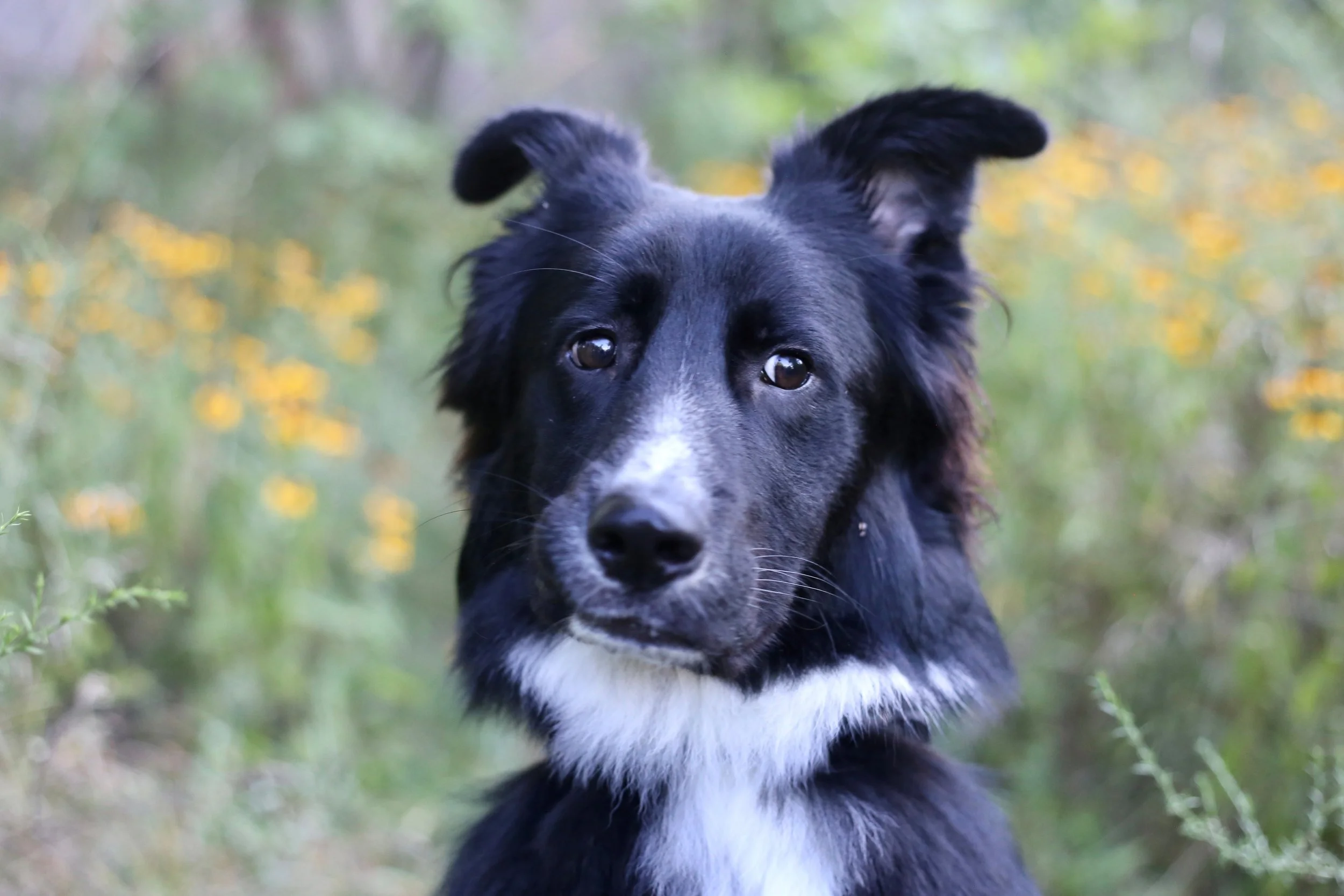 Close-up of a black and white dog outdoors, with a blurred floral background.