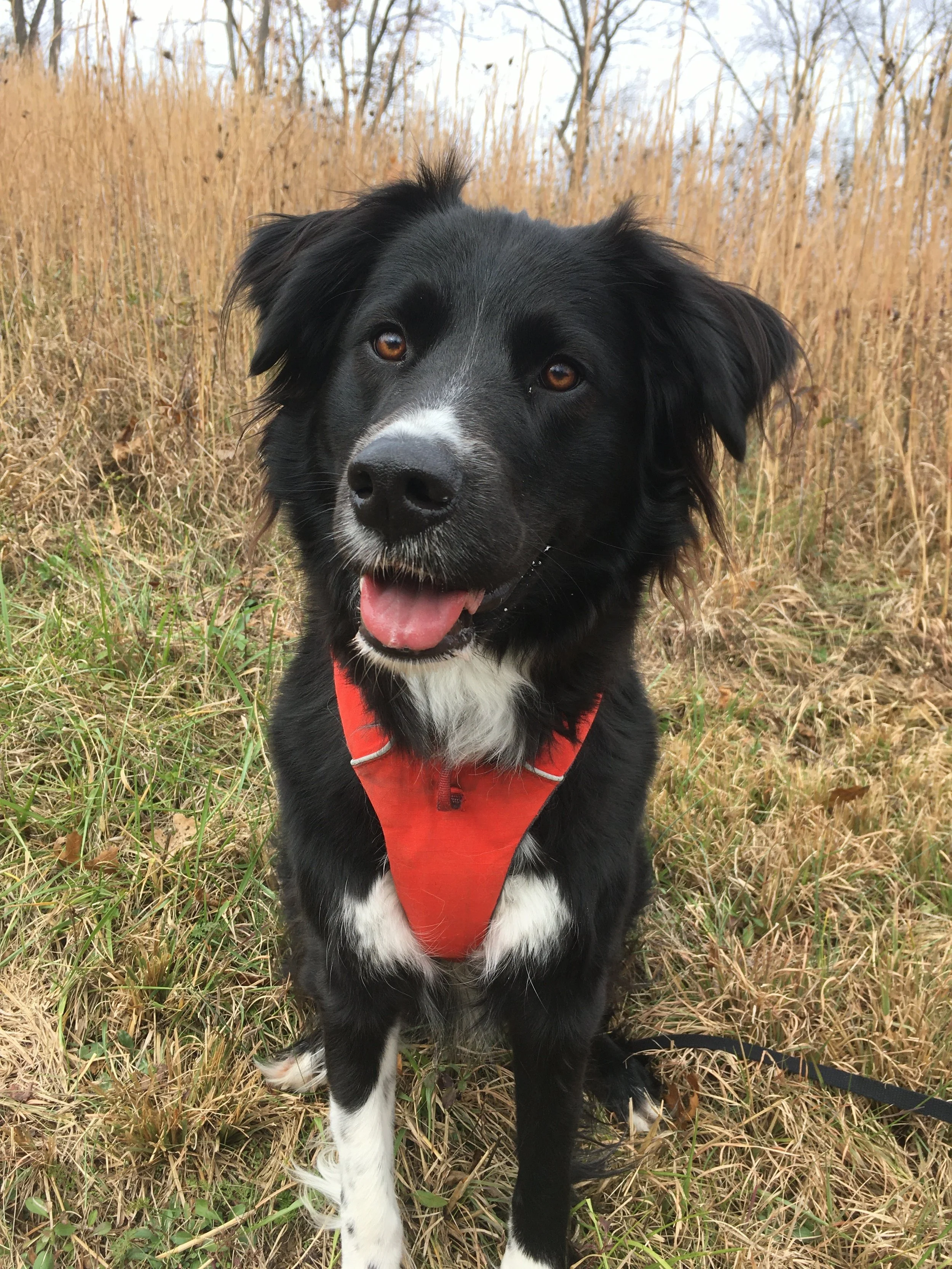 A black and white dog standing near a field of dry grass with leafless trees in the background.