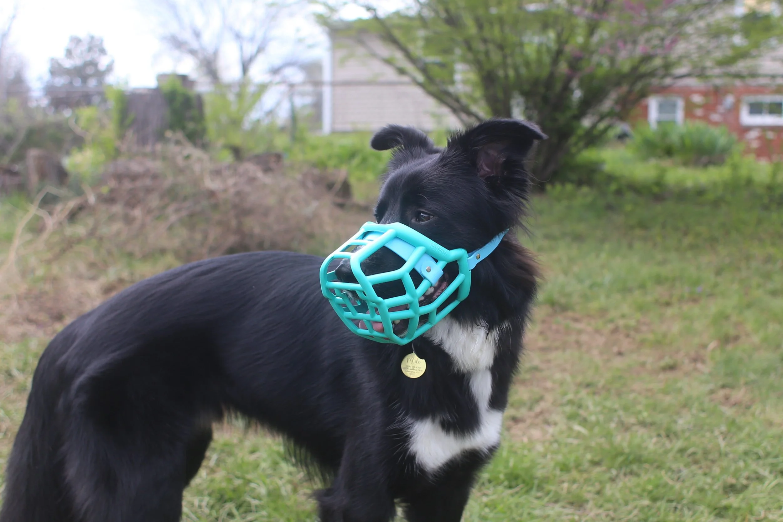 Black and white dog wearing a blue muzzle standing outdoors with trees and a house in the background.