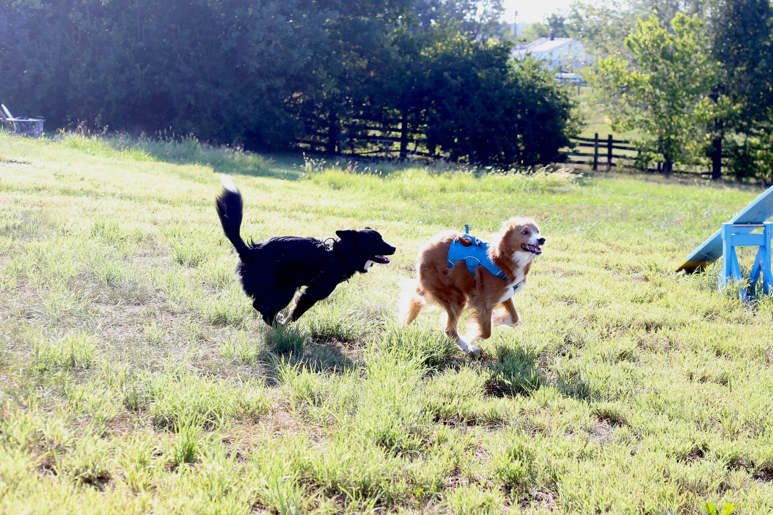Two dogs, one black and one red, running on a grassy field, with agility equipment nearby and trees in the background.