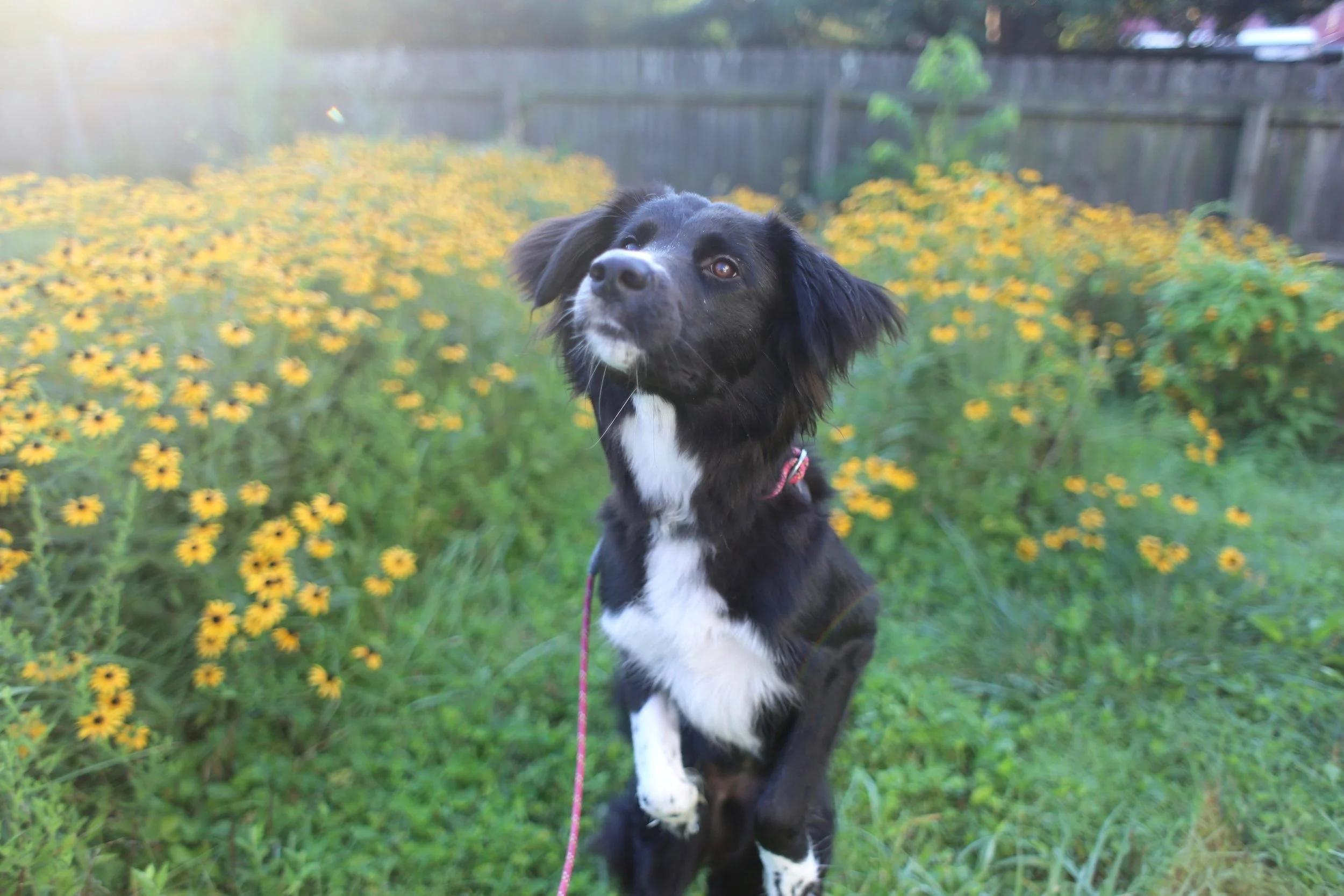 A black and white dog sitting outdoors in a garden with yellow flowers and a wooden fence in the background.