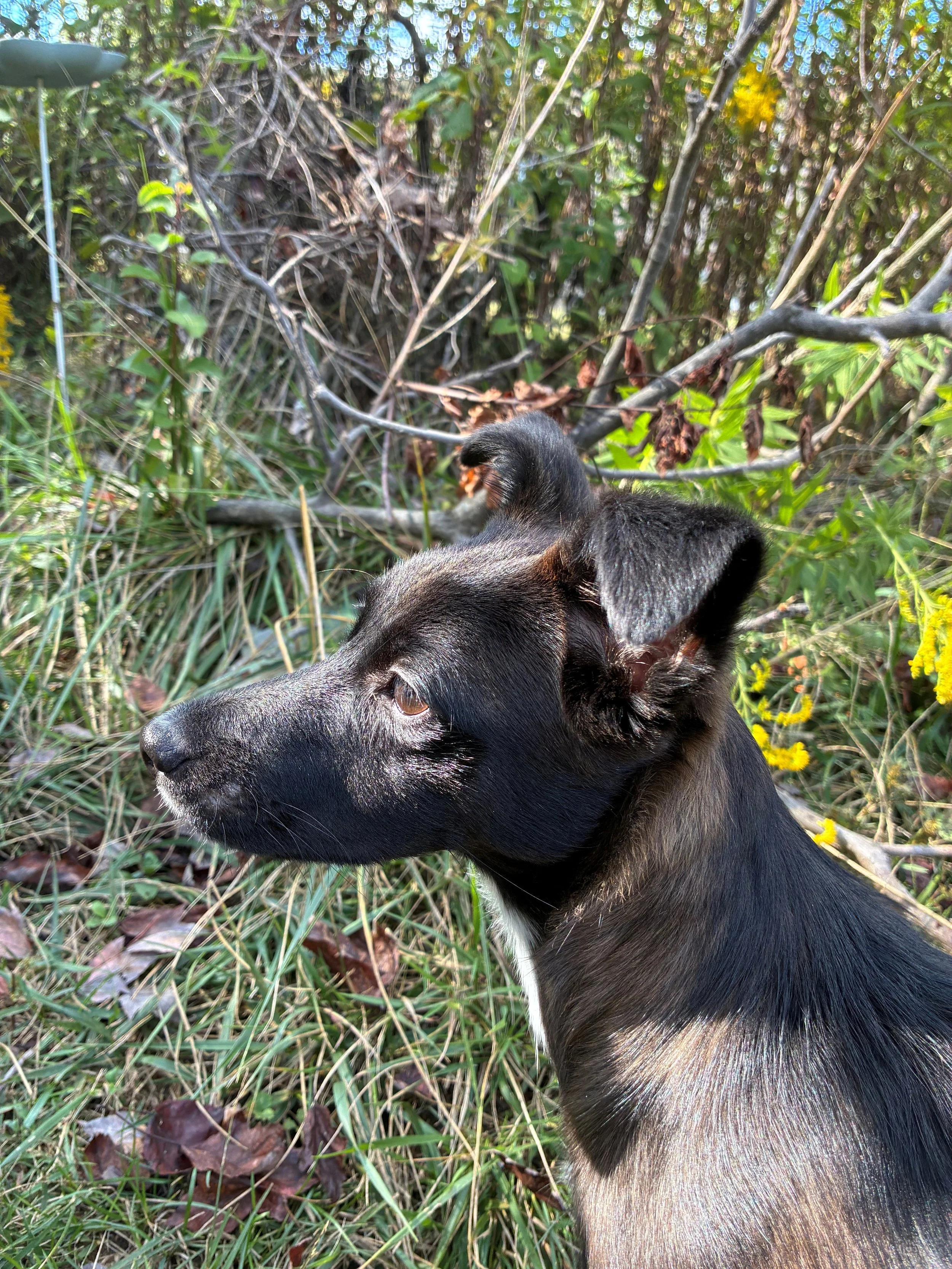Close-up of a black and brown puppy with her head turned to the side, surrounded by green plants, branches, and yellow flowers.
