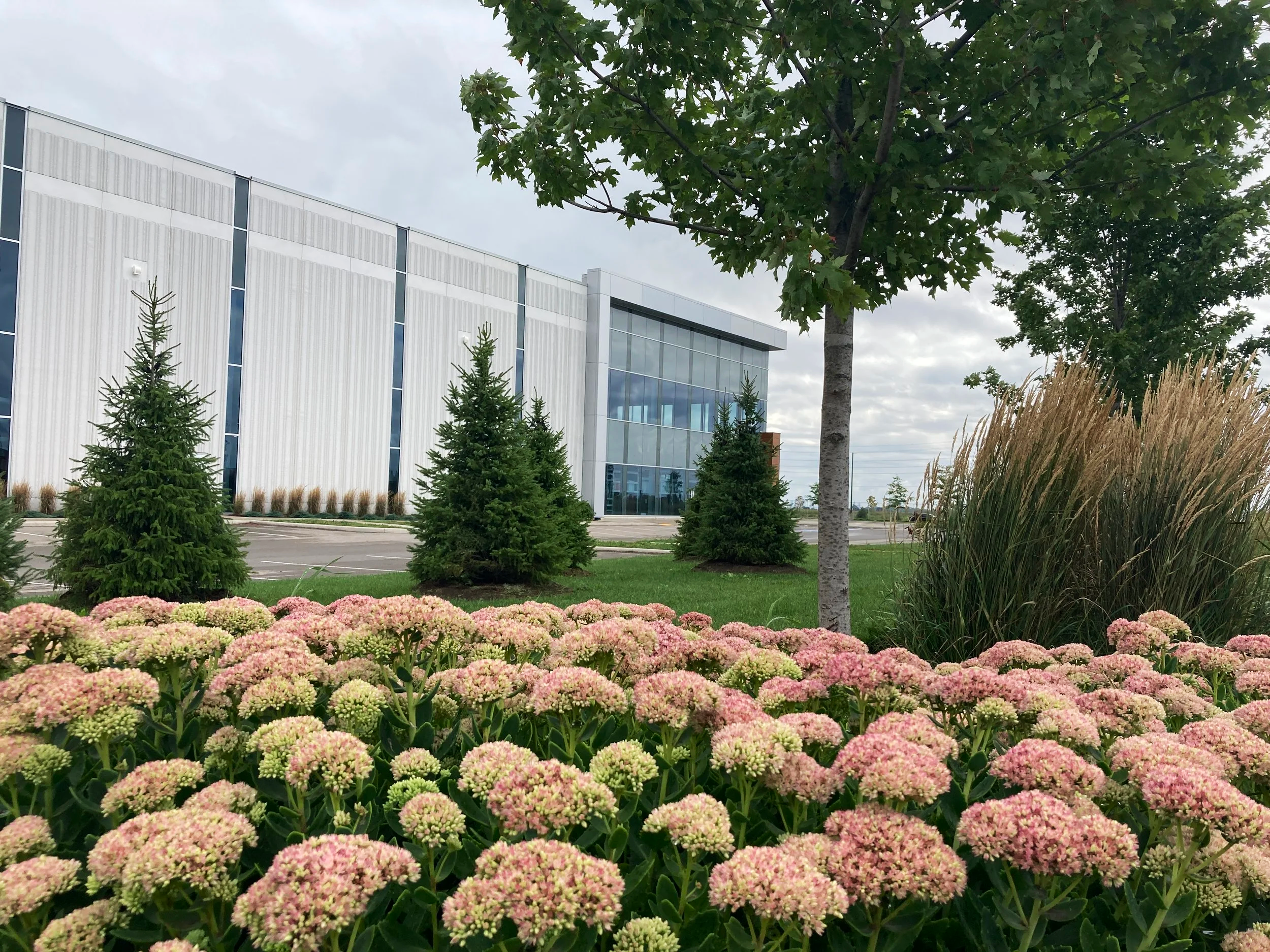 Pink and white flowering plants in front of a modern commercial building with glass windows, surrounded by green trees and grass under a cloudy sky.