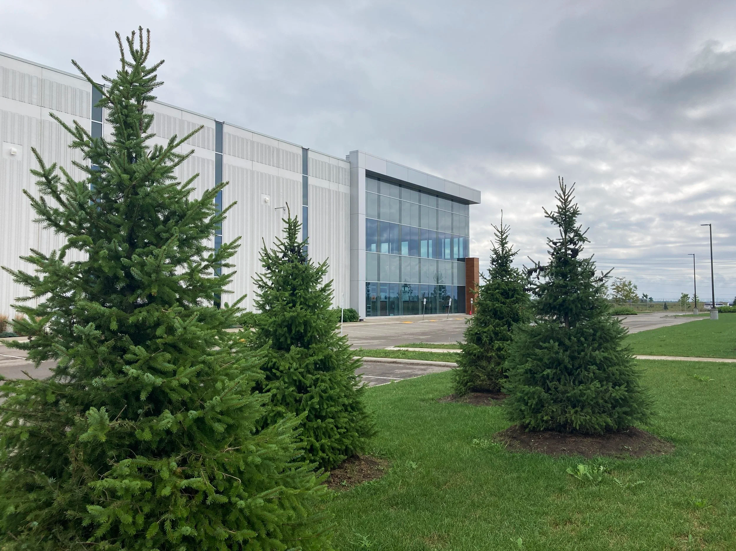 Four evergreen trees in front of a modern building with large glass windows, gray cloudy sky, paved parking lot, and a grassy area.