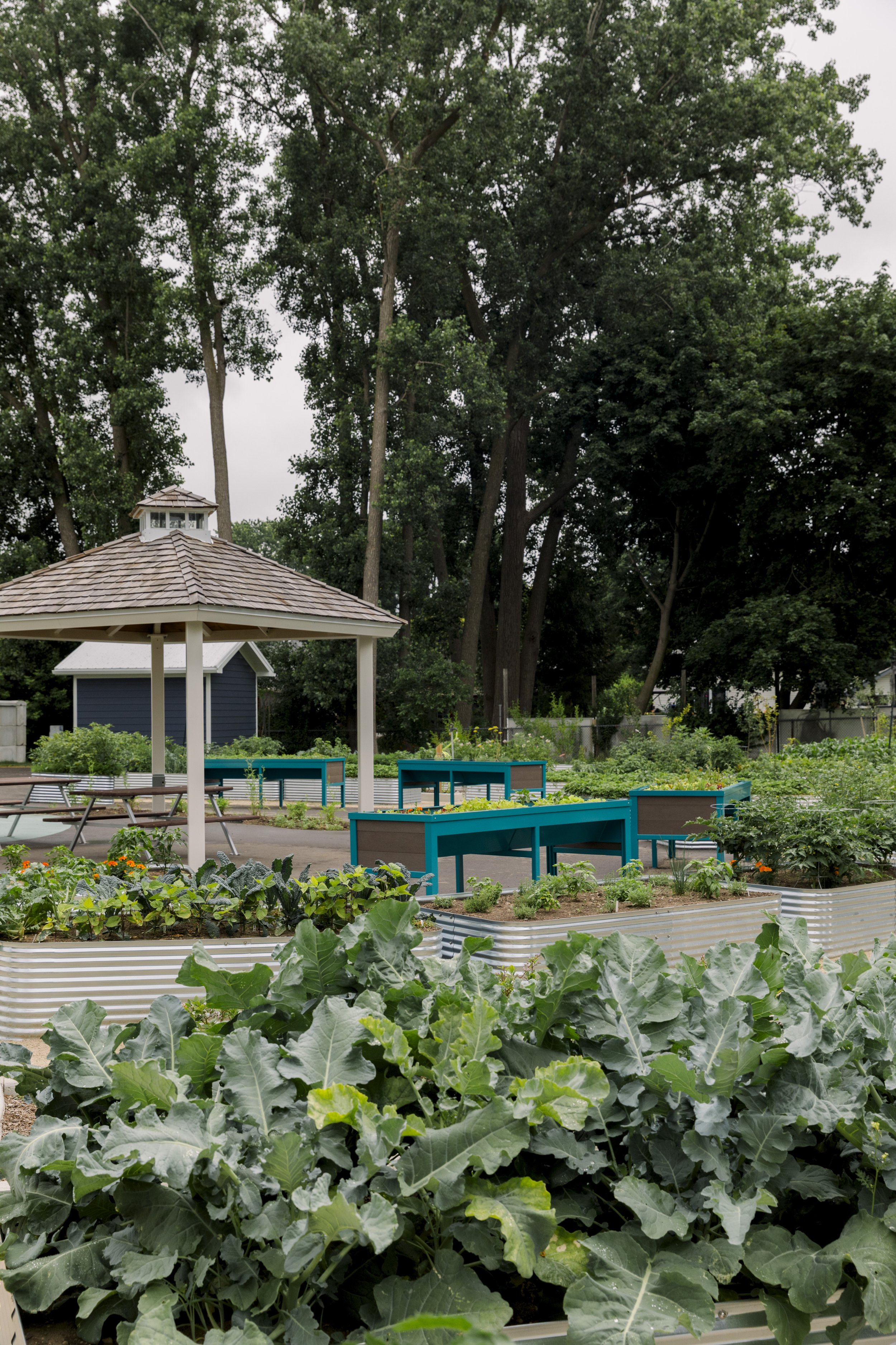 Urban community garden with raised beds, picnic tables under a gazebo, trees in the background, and lush green plants.