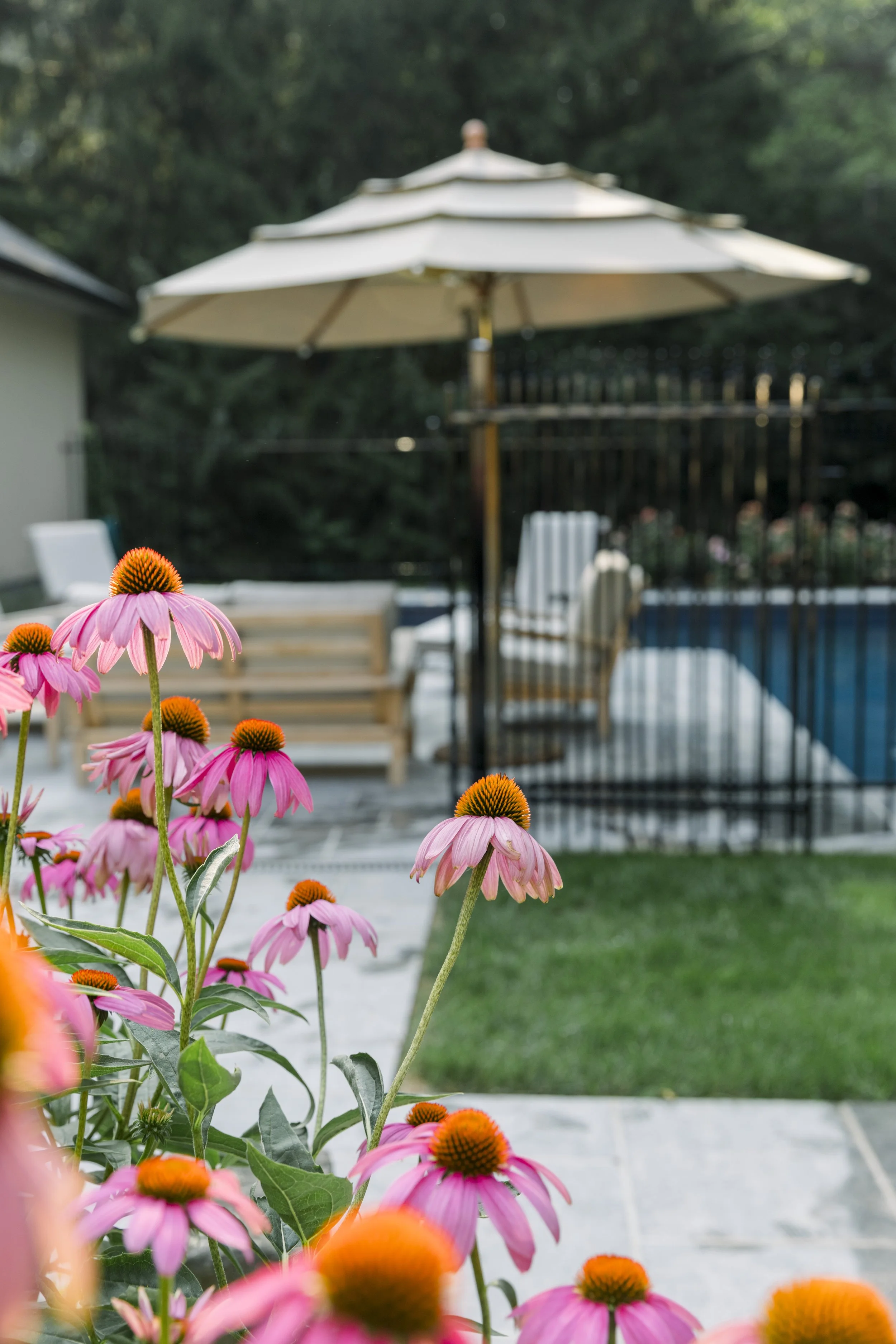 Flowers with pink petals and orange centers in the foreground, pool with walkway, patio furniture, patio umbrella, and trees in the background.