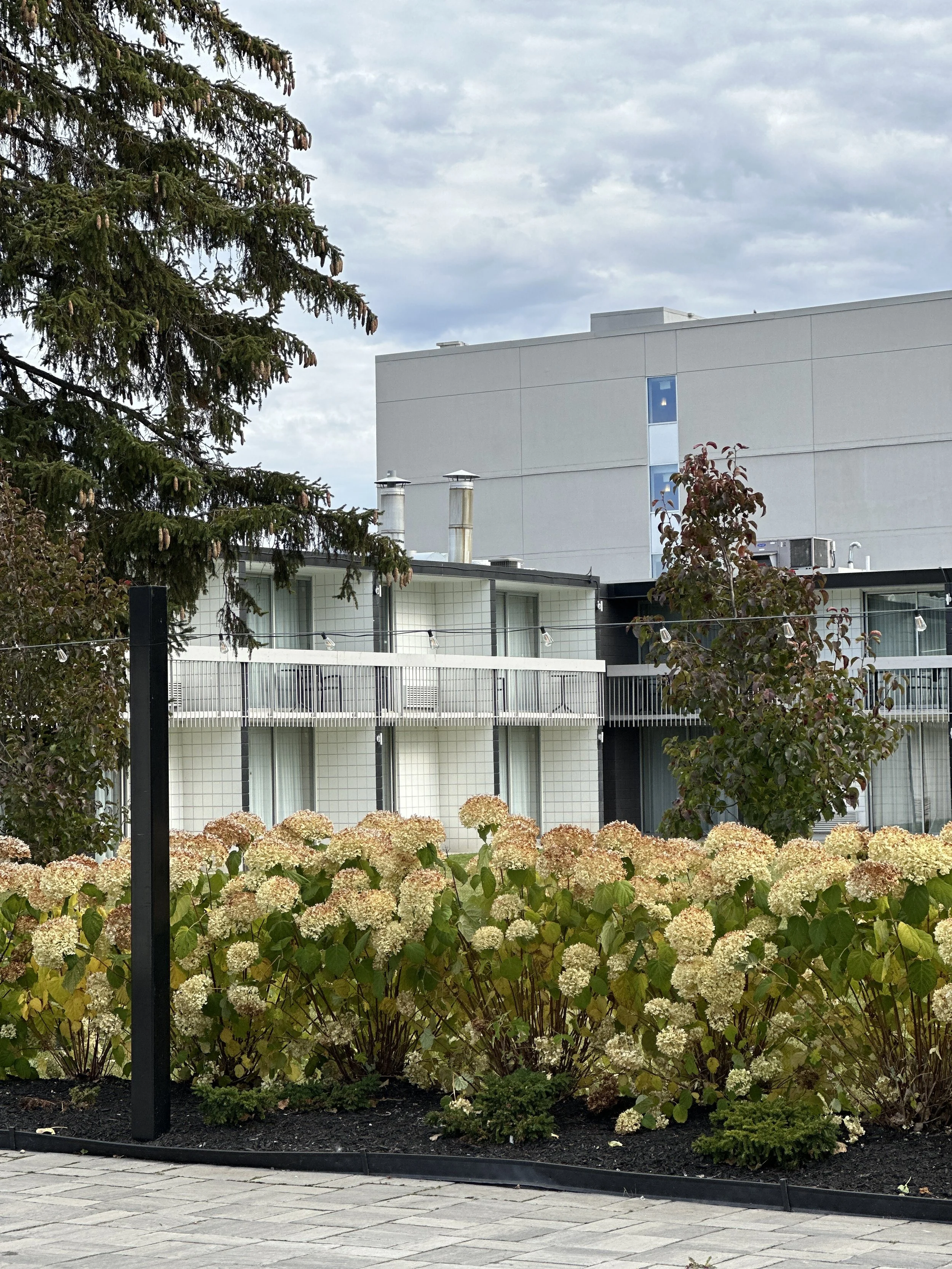 A landscaped area with white hydrangea flowers, a small shrub, and a black metal post, with modern apartment buildings in the background and an overcast sky above.