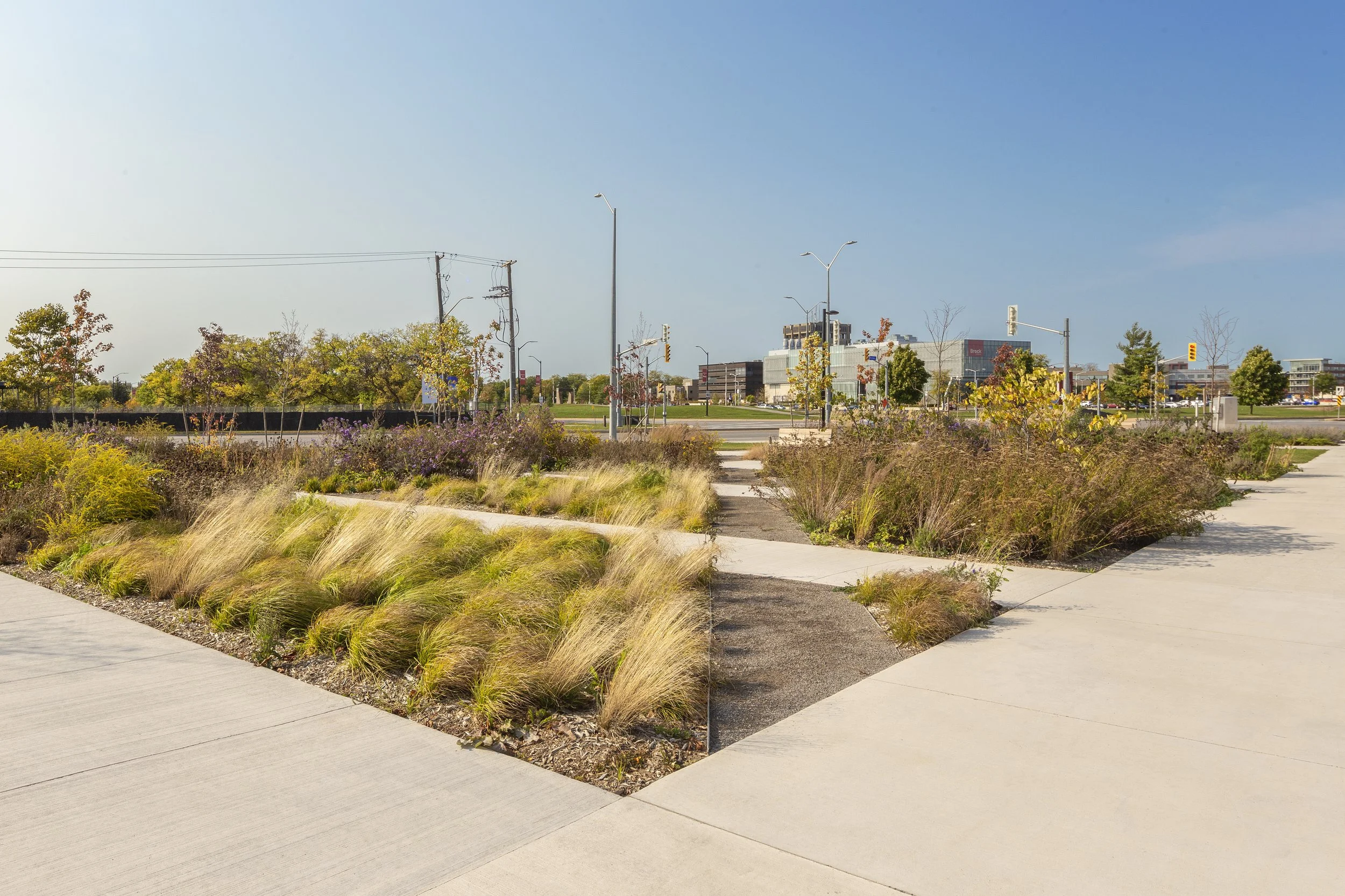Urban park with concrete walkways, landscaped with grasses and shrubs, near a street with traffic lights and buildings in the background.
