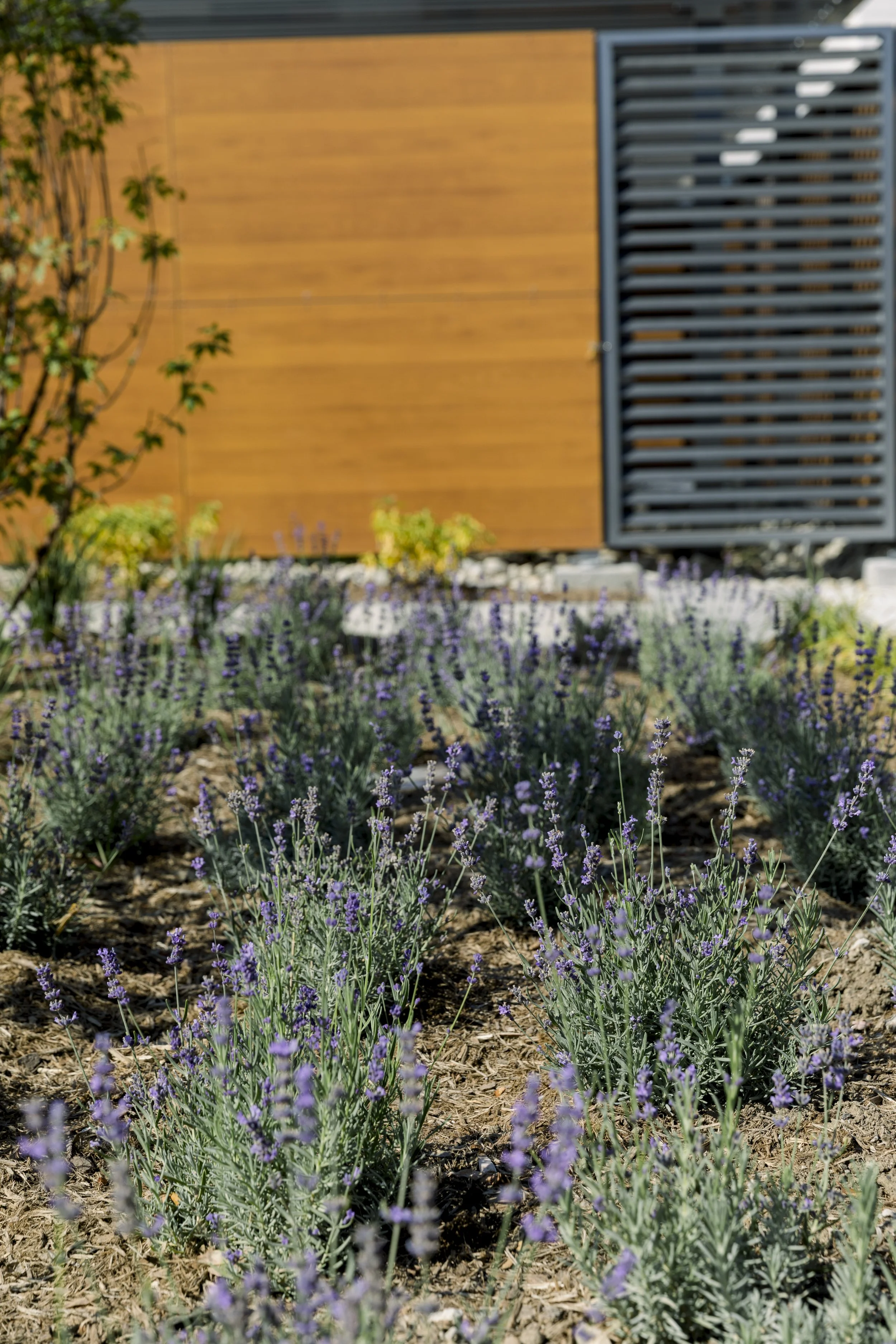 Garden with lavender plants in front of a modern building with wooden and black slatted exterior panels.
