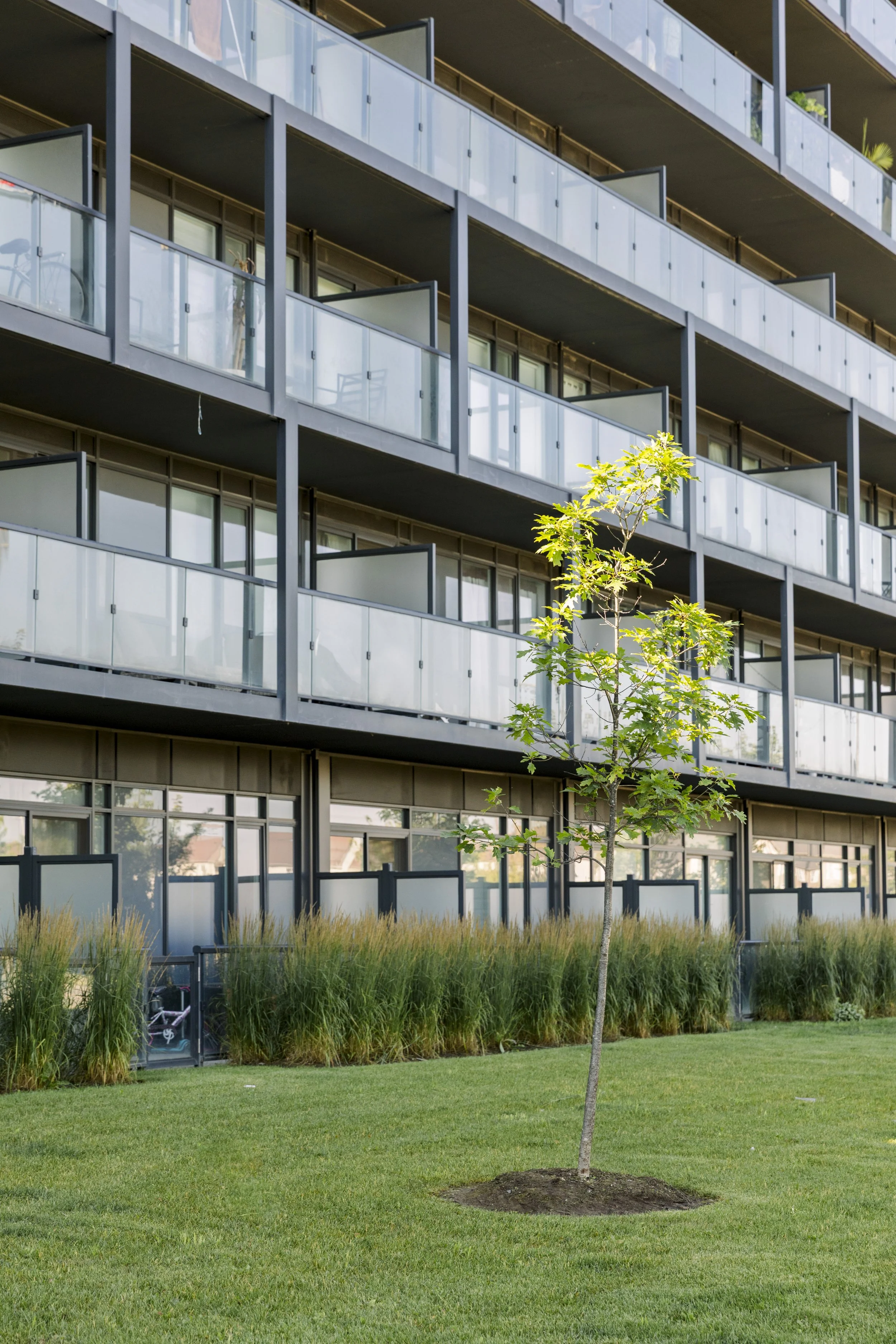 A modern multi-story residential building with glass balconies, a young tree in the foreground, and well-maintained green lawn and plants.