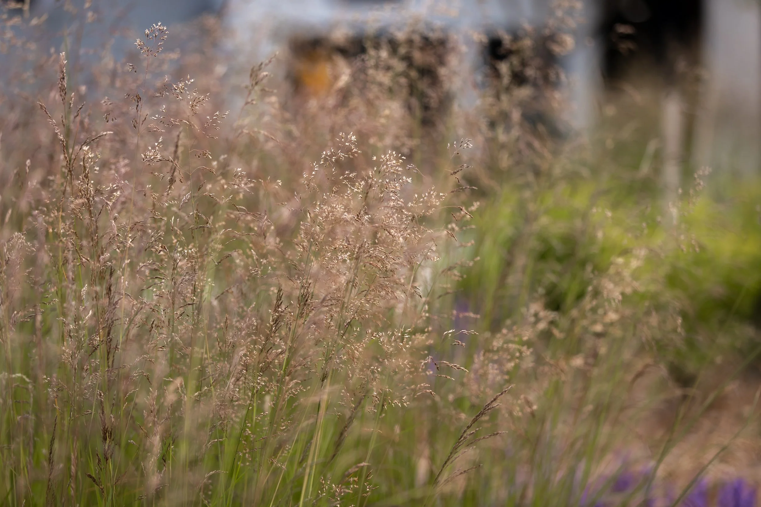Close-up of tall grass with small seed heads in a natural setting, background blurred.