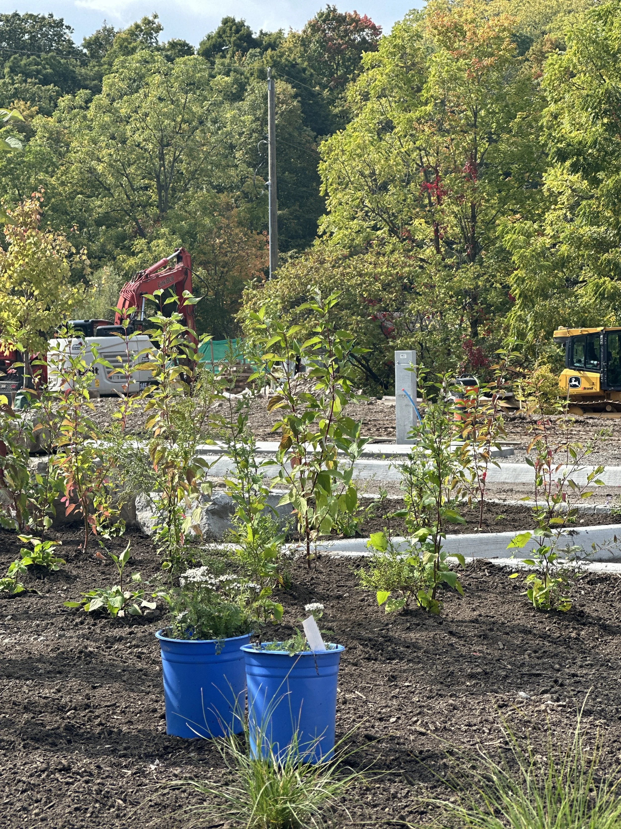 A garden with young plants in blue buckets, surrounded by trees and construction equipment in the background.