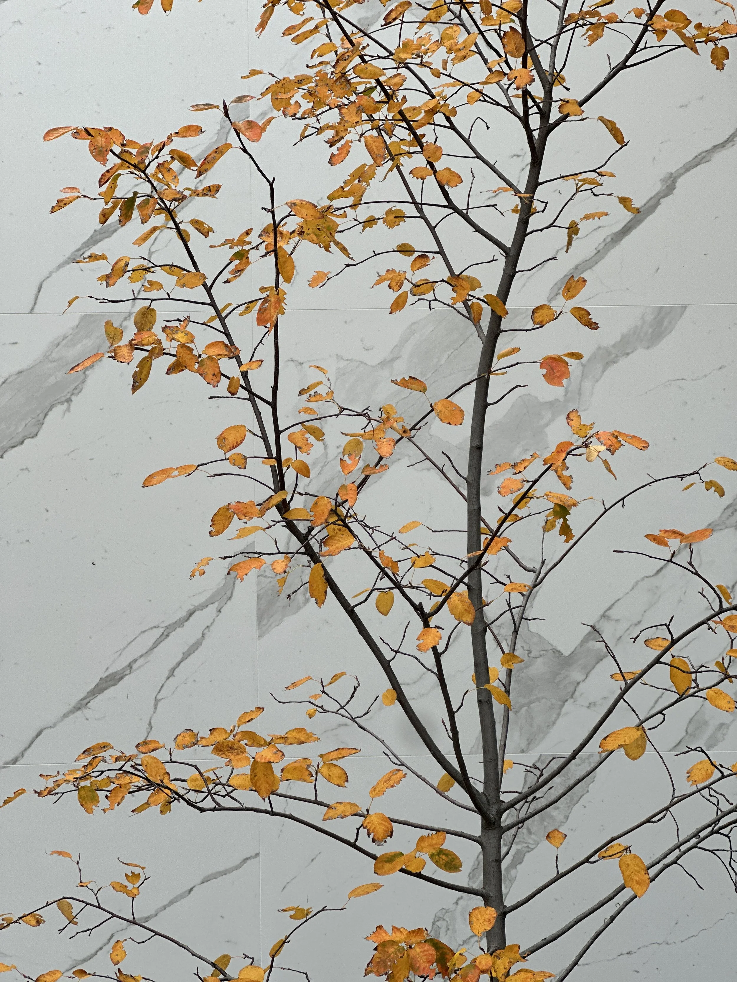 A small tree with yellow and orange autumn leaves against a white marble wall background.