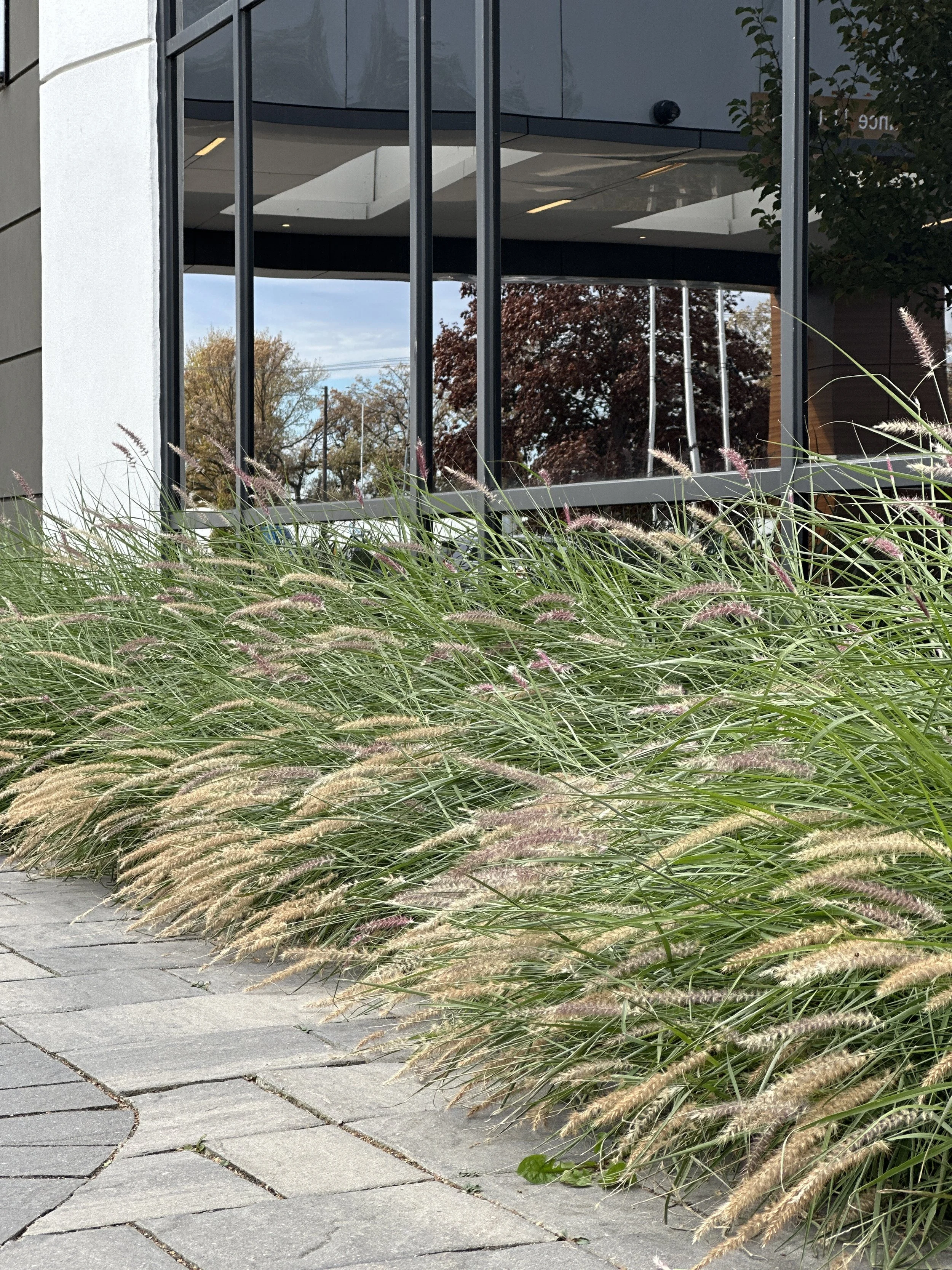 Tall ornamental grasses growing beside a paved walkway outside a modern building with large glass windows reflecting trees and sky.